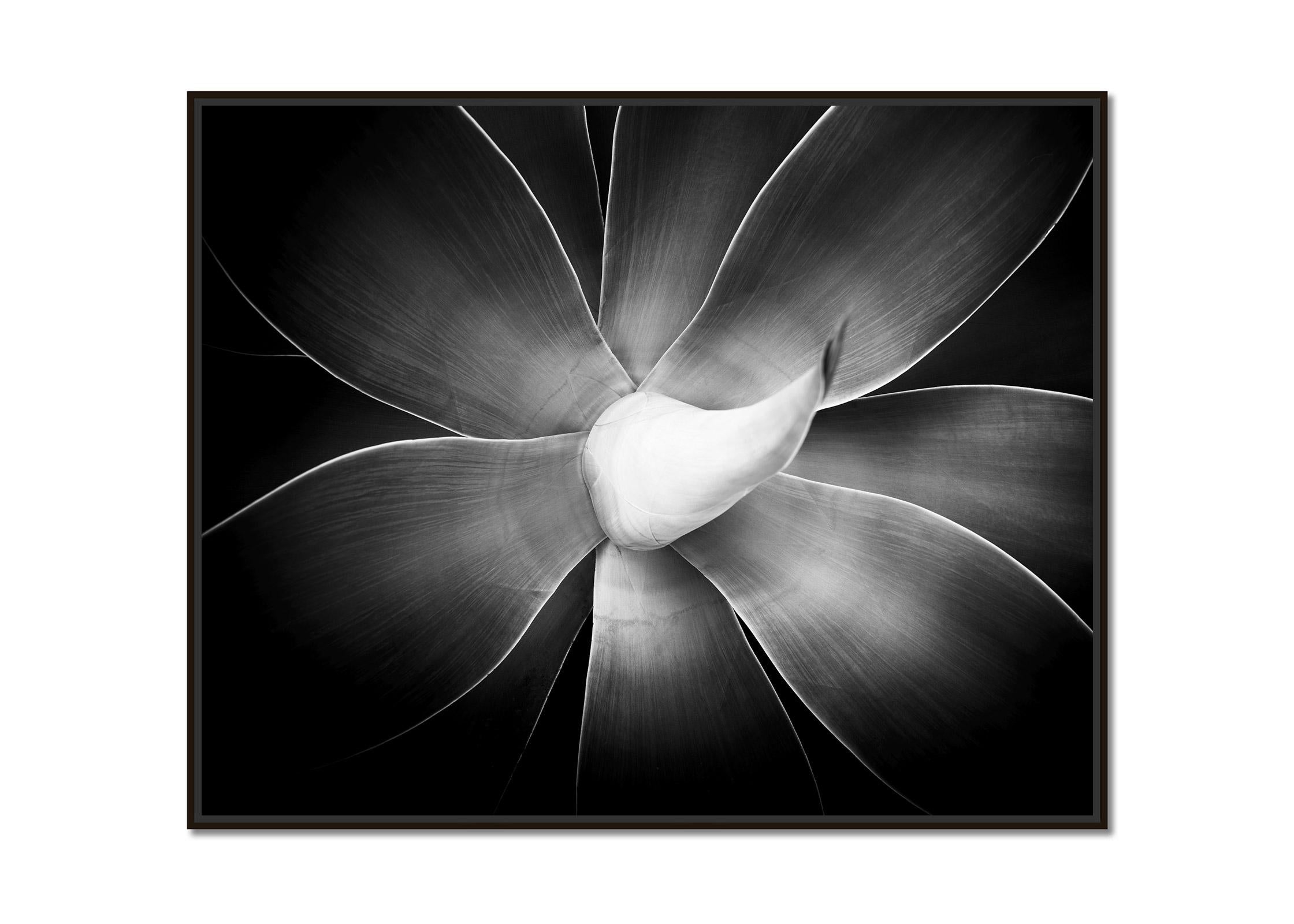Agave attenuata, plant detail, Spain, black and white art photography, landscape - Photograph by Gerald Berghammer