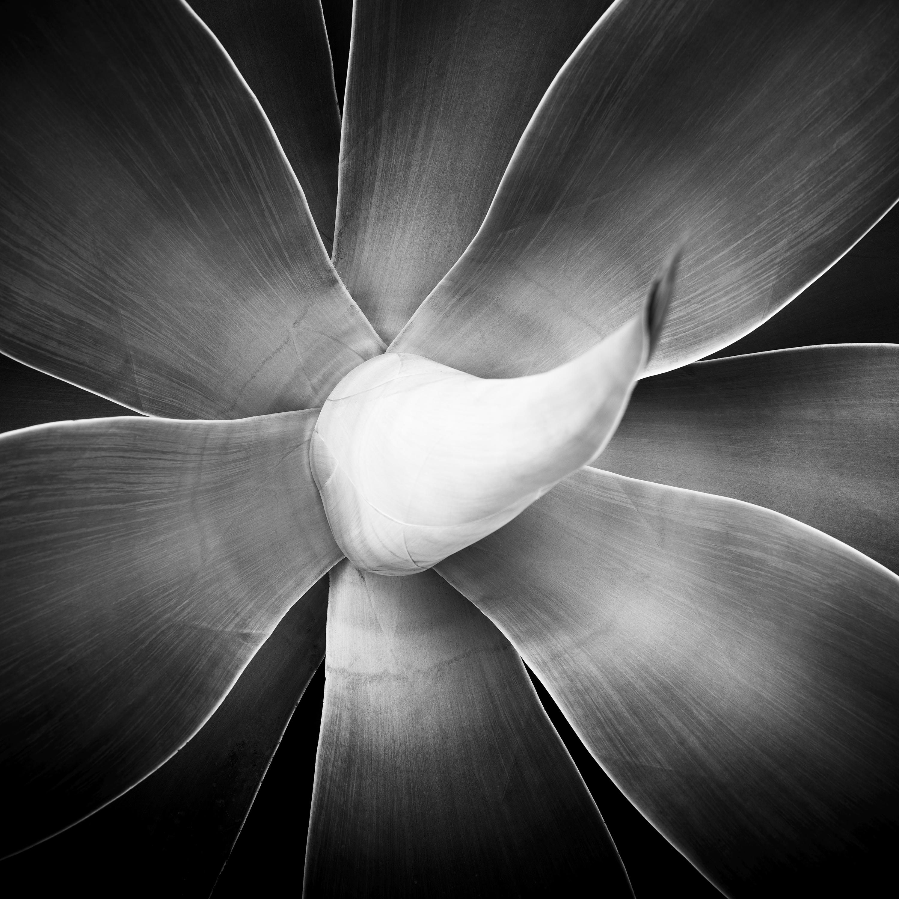 Agave attenuata, plant detail, Spain, black and white art photography, landscape For Sale 3