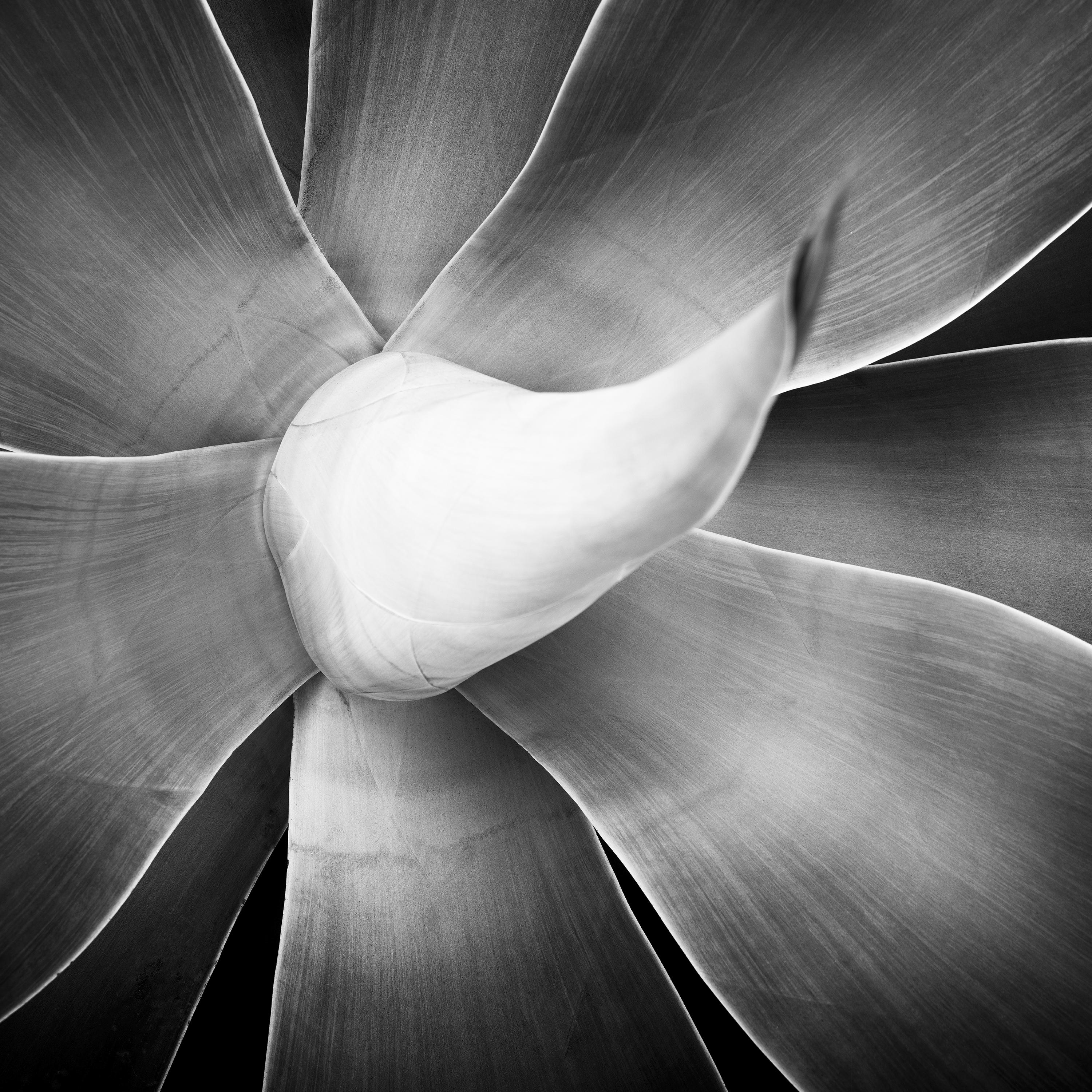Agave attenuata, plant detail, Spain, black and white art photography, landscape For Sale 4