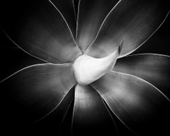 Agave attenuata, plant detail, Spain, black and white art photography, landscape