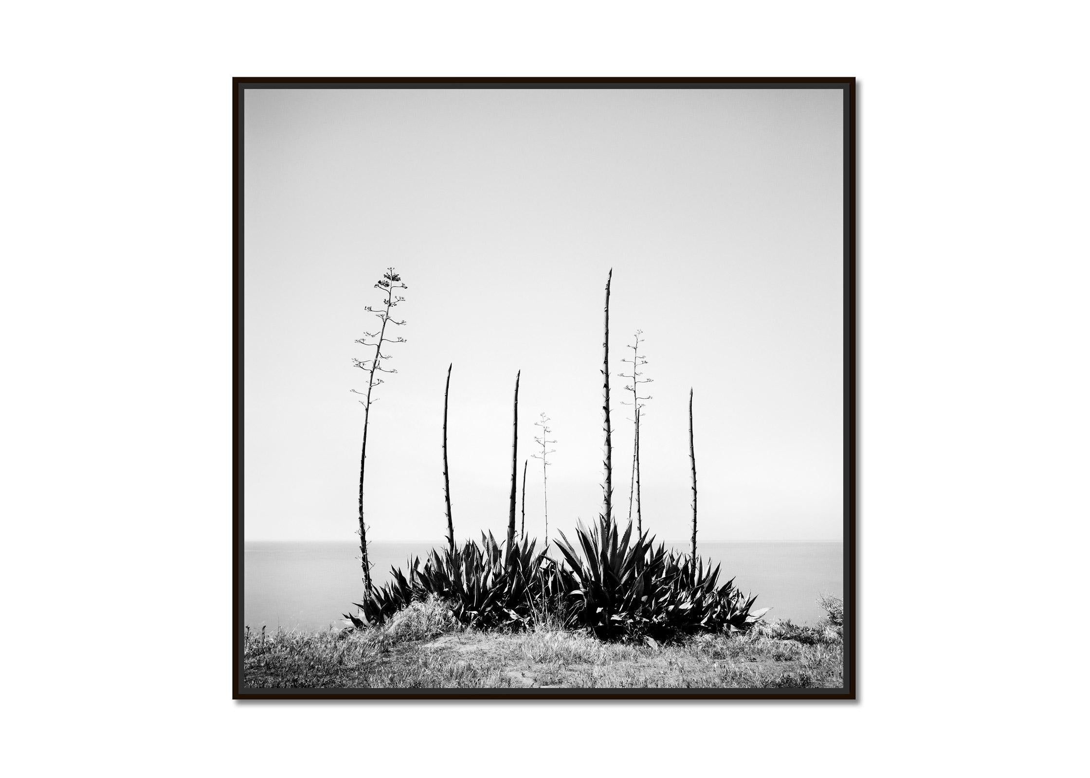 Agave deserti, sea view, California, USA, Black and White landscape photography - Photograph by Gerald Berghammer