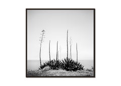 Agave Deserti, USA, monochrome, landscape photography, limited edition print