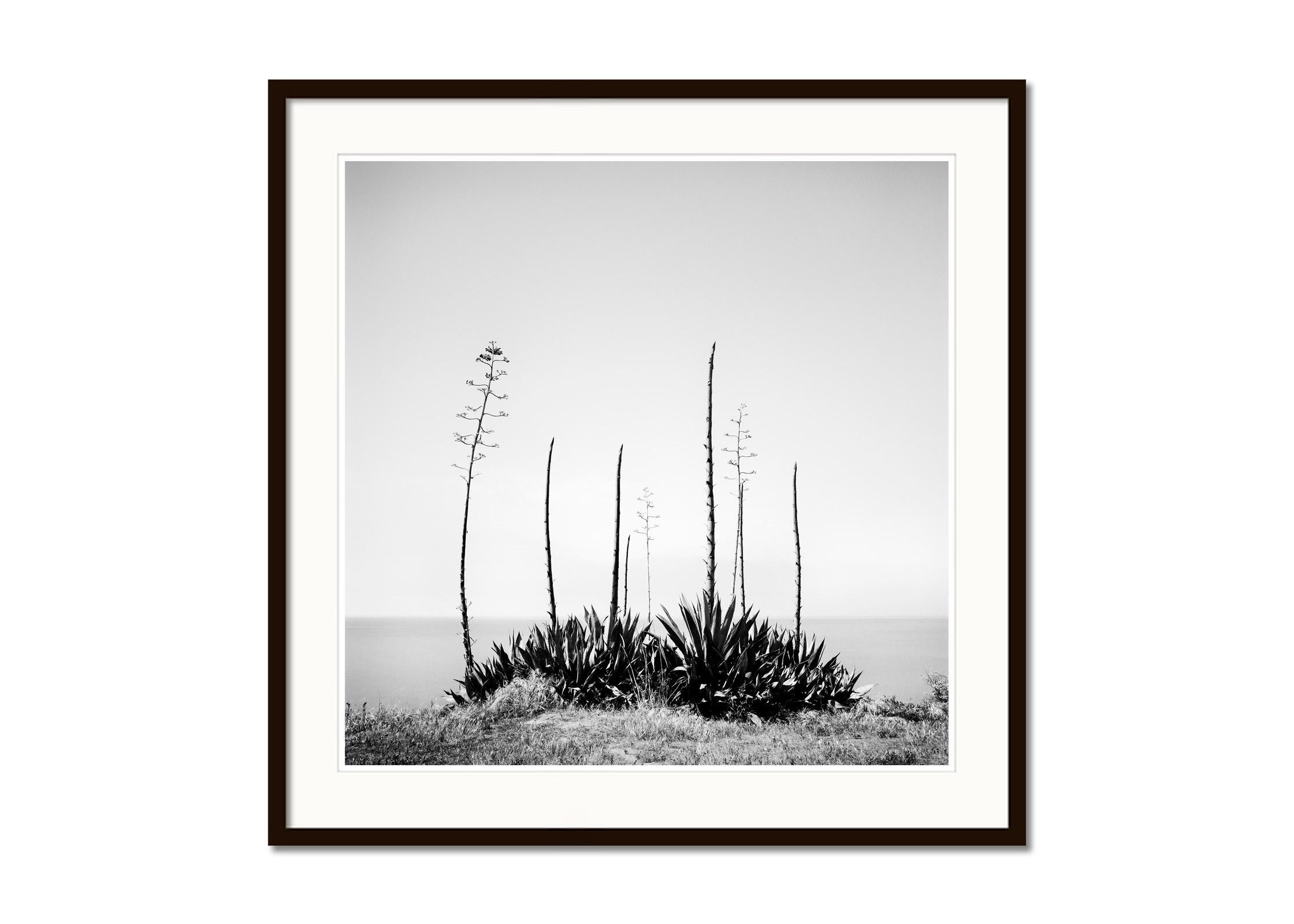 Agave deserti, sea view, California, USA, Black and White landscape photography - Gray Black and White Photograph by Gerald Berghammer
