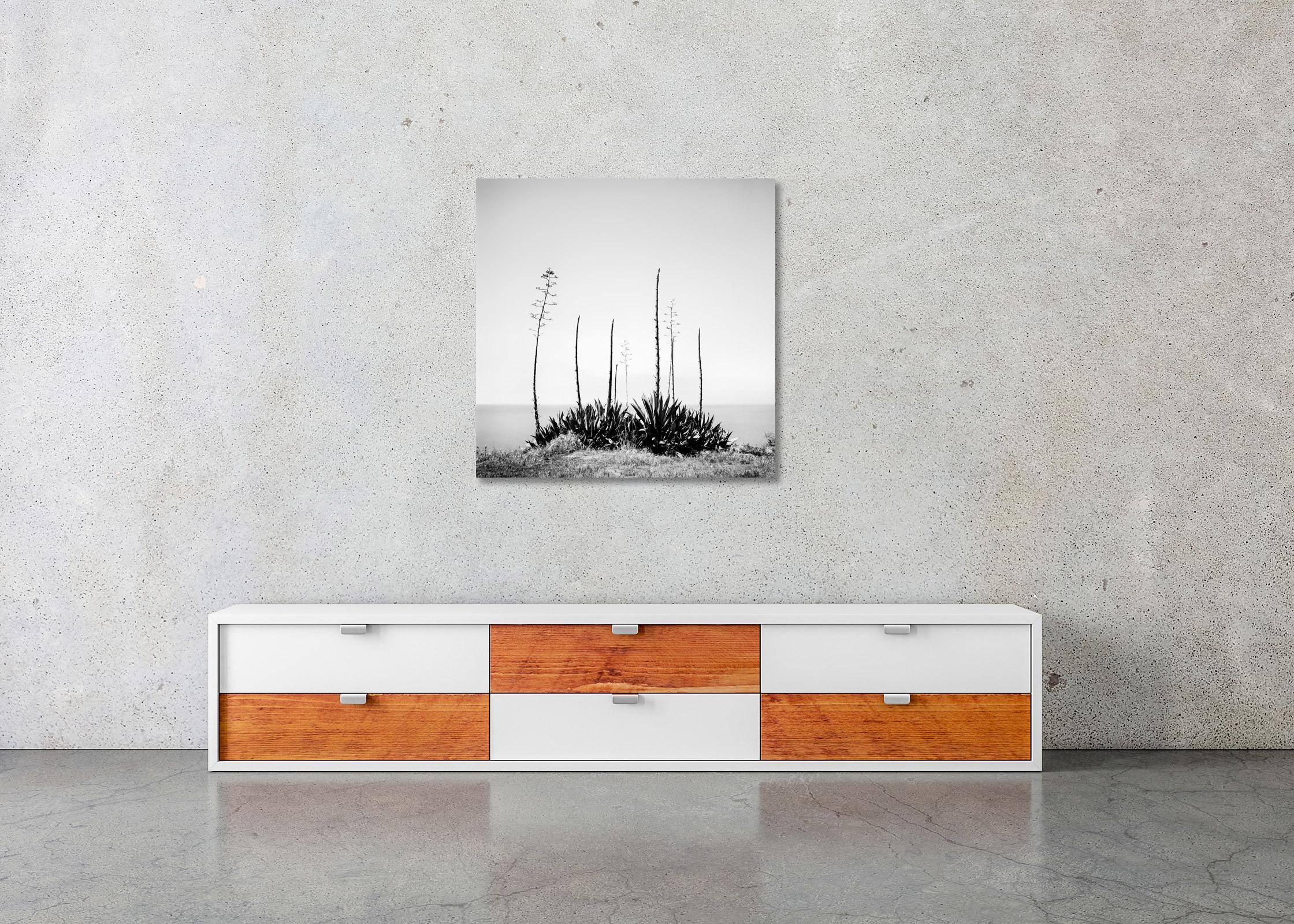 Agave deserti, sea view, California, USA, Black and White landscape photography For Sale 2