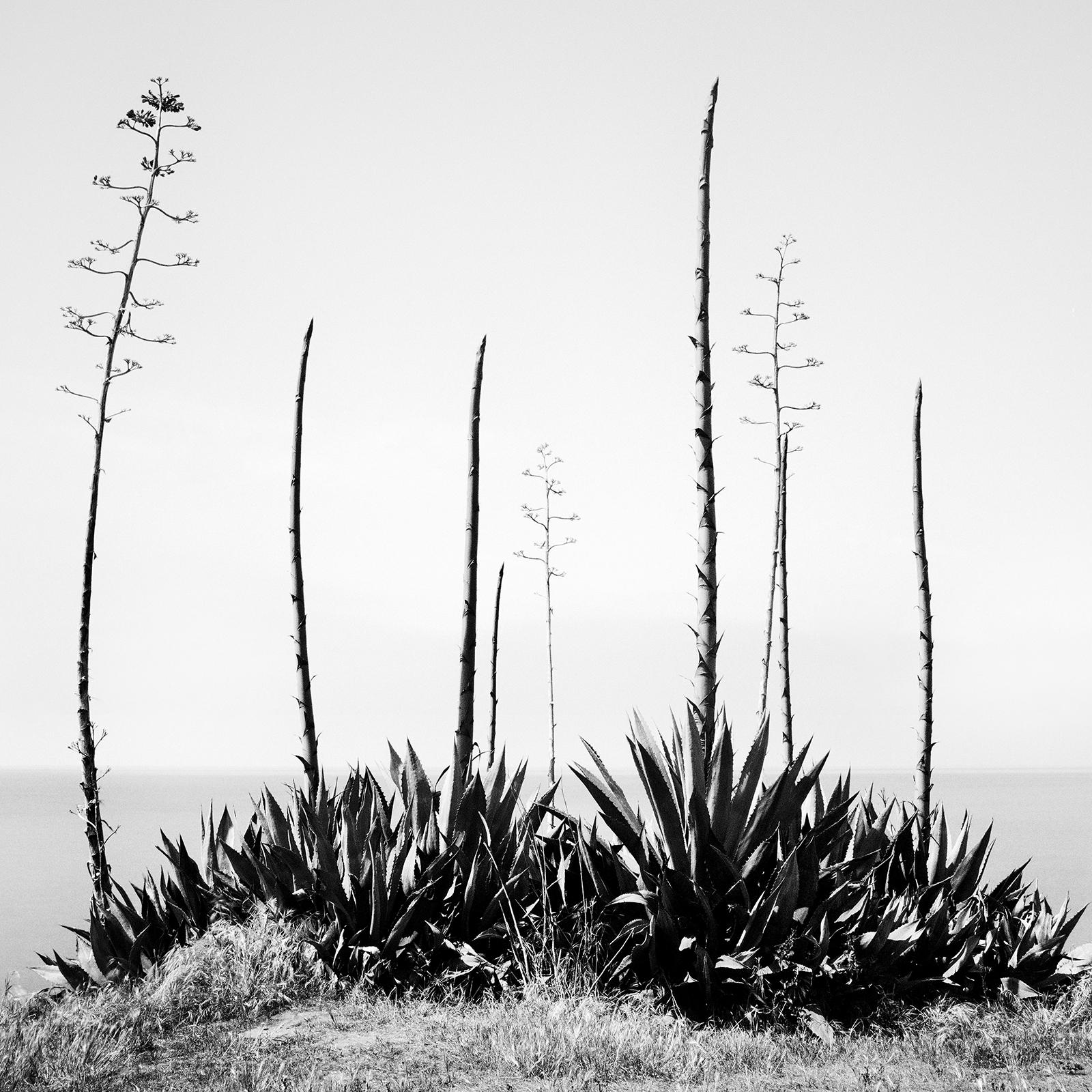 Agave deserti, sea view, California, USA, Black and White landscape photography For Sale 3