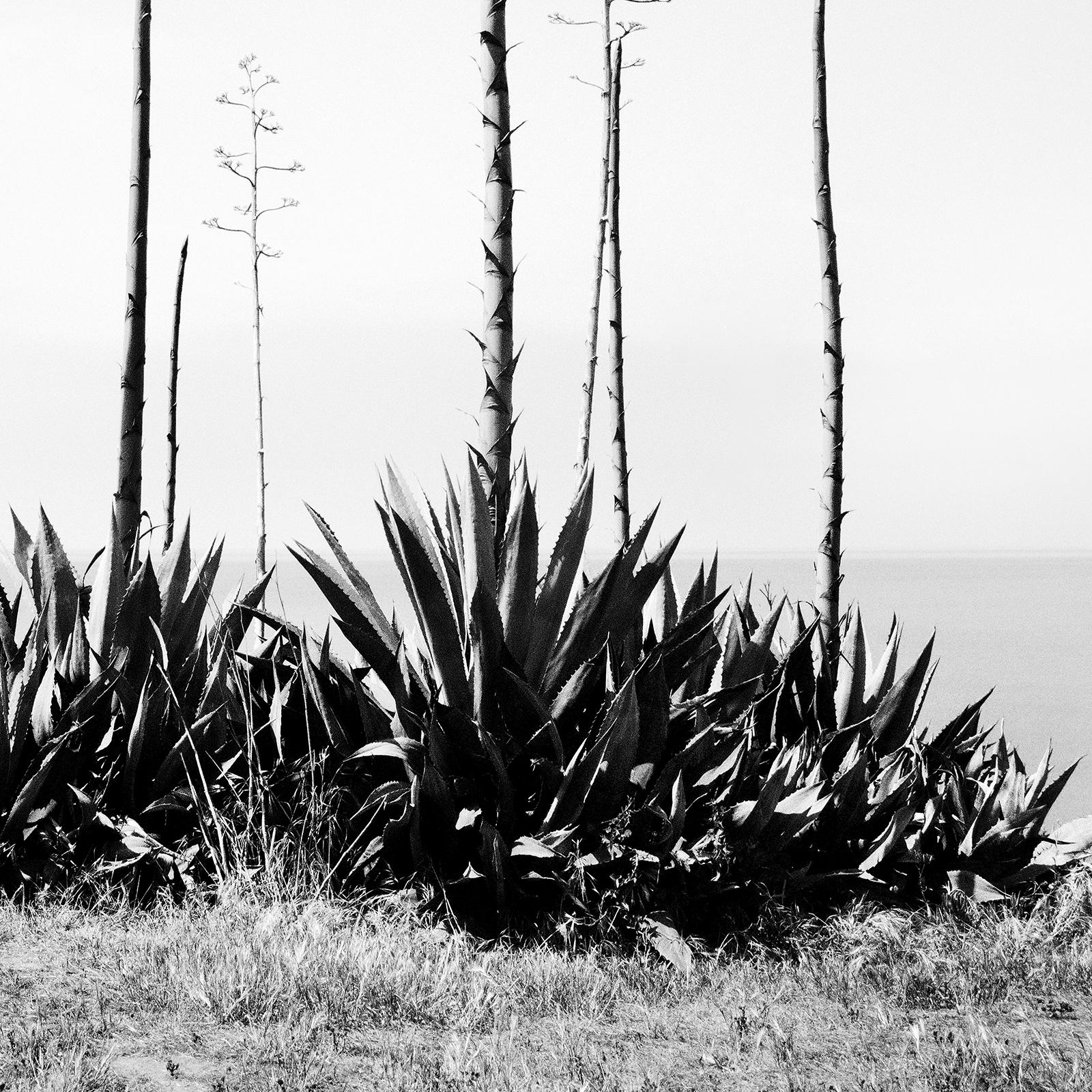 Agave deserti, sea view, California, USA, Black and White landscape photography For Sale 4