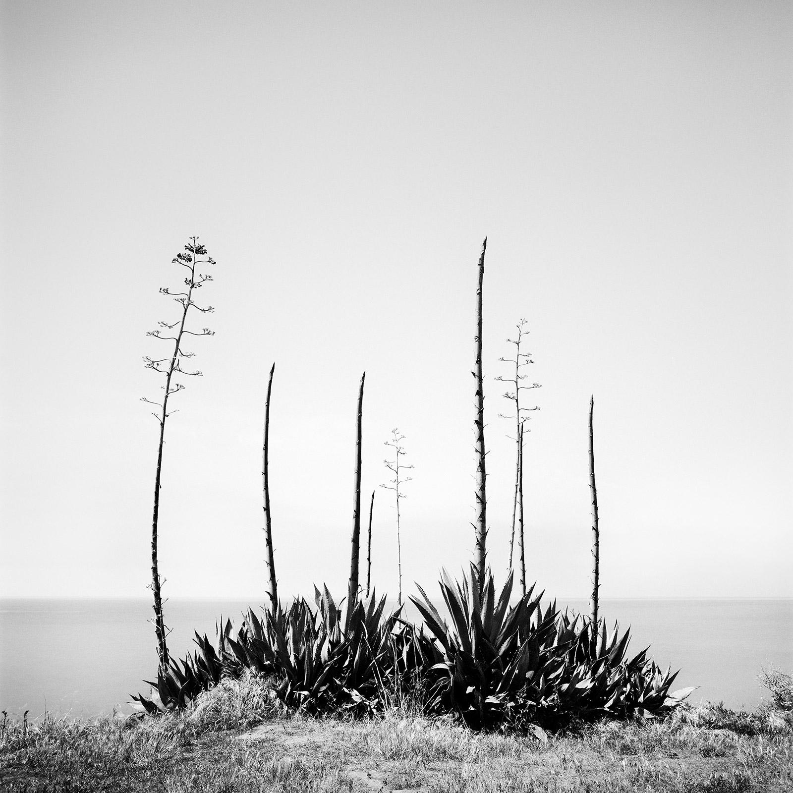 Agave deserti, vue sur la mer, Californie, USA, Photographie de paysage en noir et blanc
