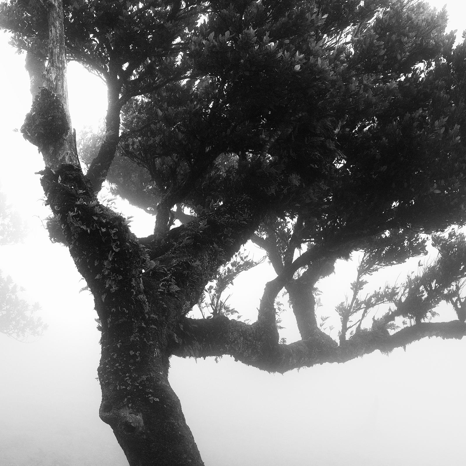 Ancient Laurel Cloud Forest, bent Tree, black and white photography, landscape For Sale 6