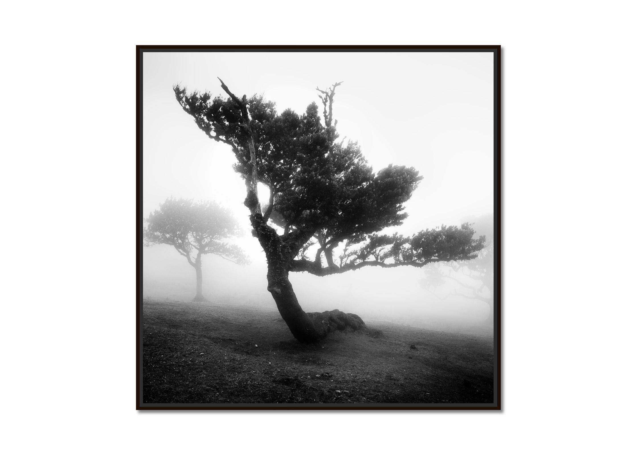 Ancient Laurel Cloud Forest, bent Tree, black and white photography, landscape - Photograph by Gerald Berghammer