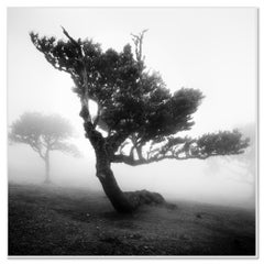 Ancienne forêt de nuages de lauriers, arbre Whiting, photographie en noir et blanc, paysage