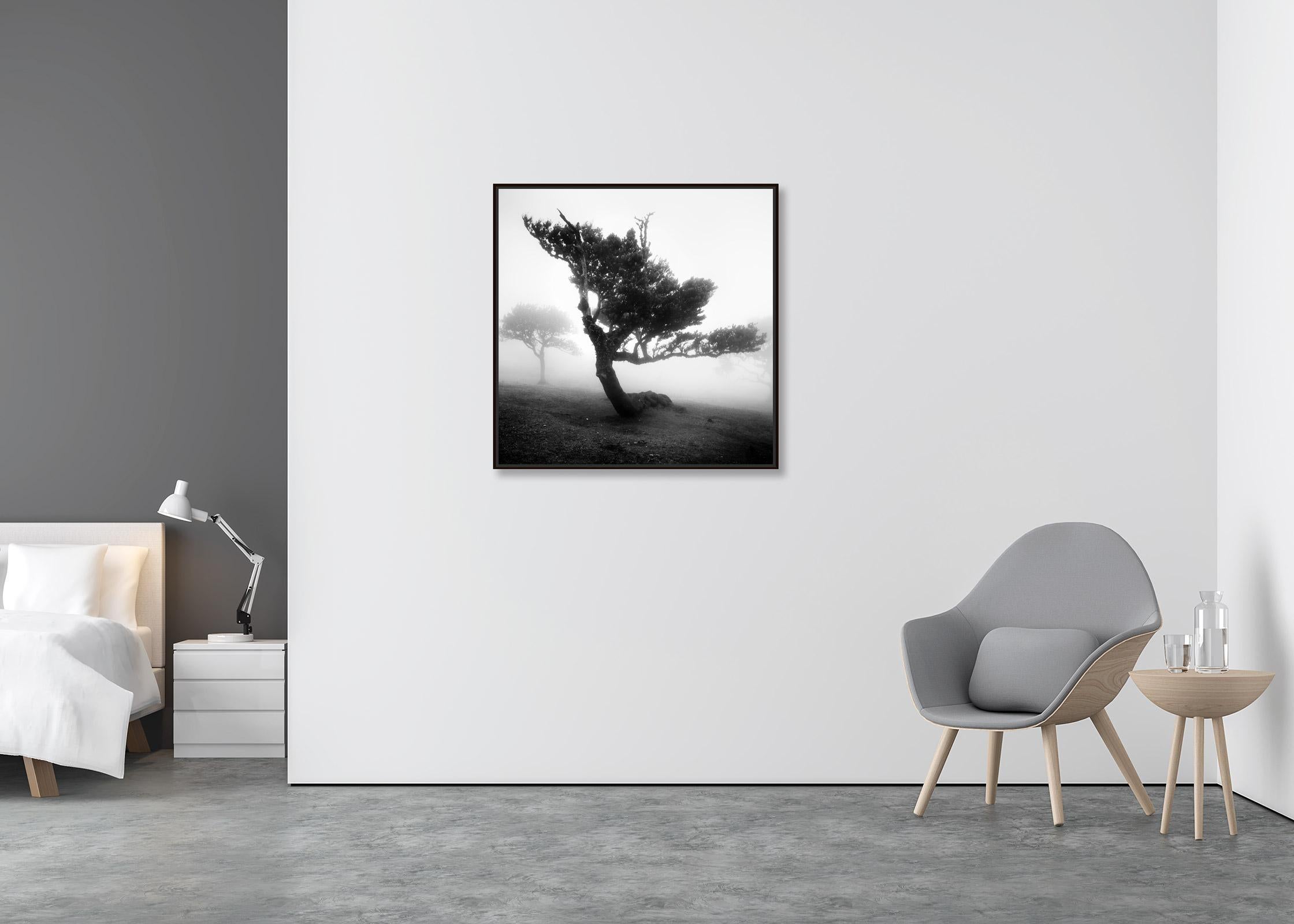 Antiker Lorbeerwolkenwald, gebogener Baum, Schwarz-Weiß-Fotografie, Landschaft (Zeitgenössisch), Photograph, von Gerald Berghammer