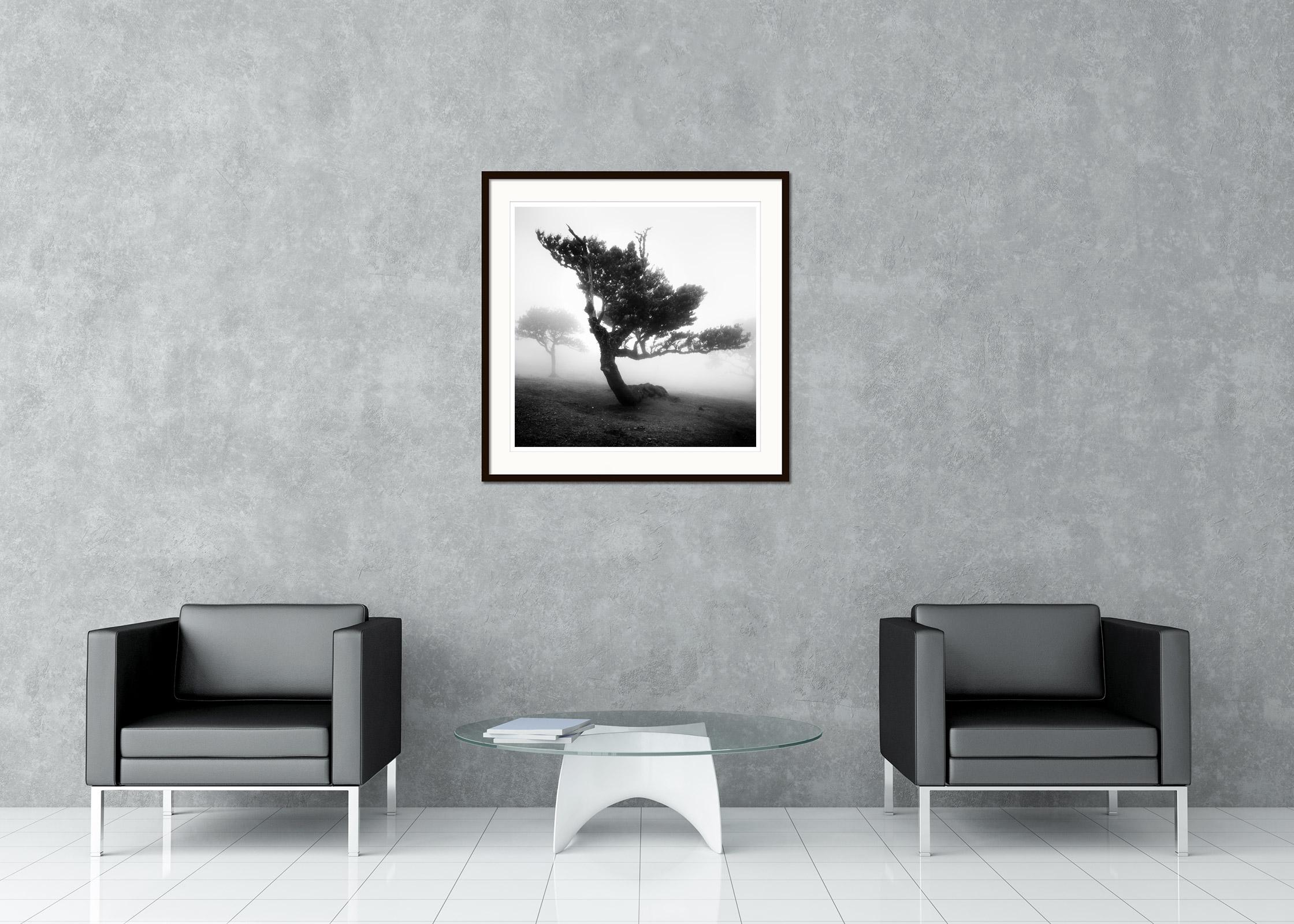 Ancient Laurel Cloud Forest, bent Tree, black and white photography, landscape For Sale 1