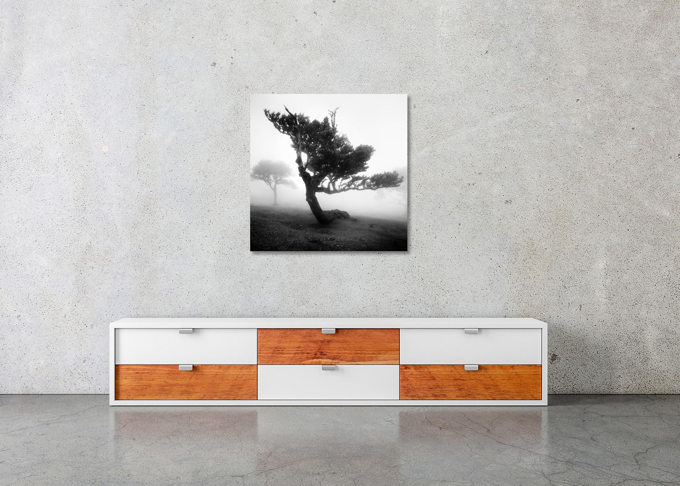 Ancient Laurel Cloud Forest, bent Tree, black and white photography, landscape For Sale 2