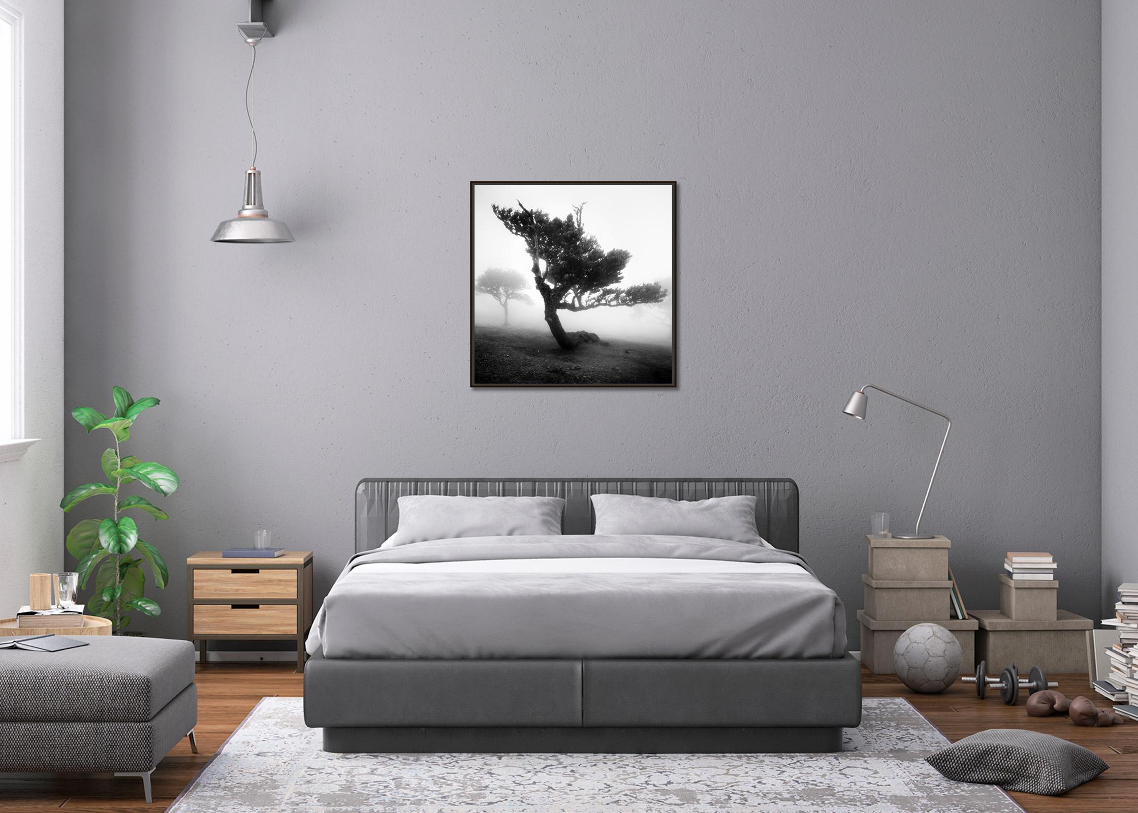 Ancient Laurel Cloud Forest, bent Tree, black and white photography, landscape For Sale 3