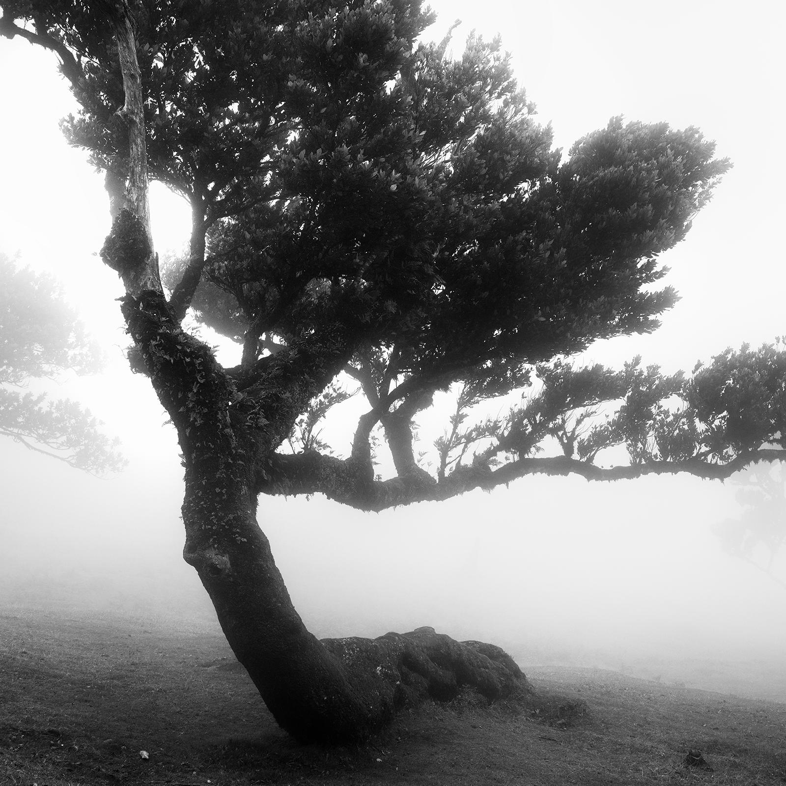 Ancient Laurel Cloud Forest, bent Tree, black and white photography, landscape For Sale 4