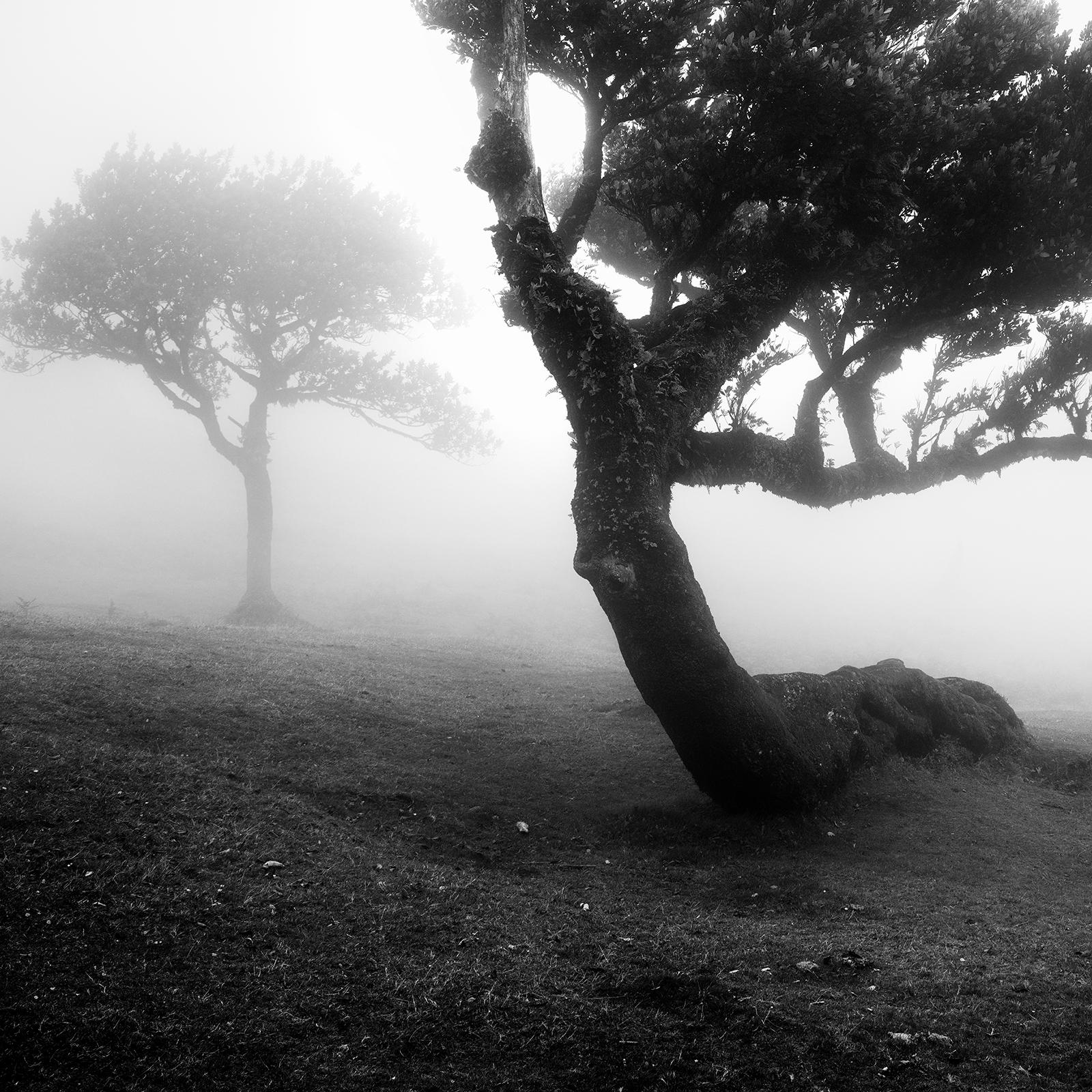 Ancient Laurel Cloud Forest, bent Tree, black and white photography, landscape For Sale 5