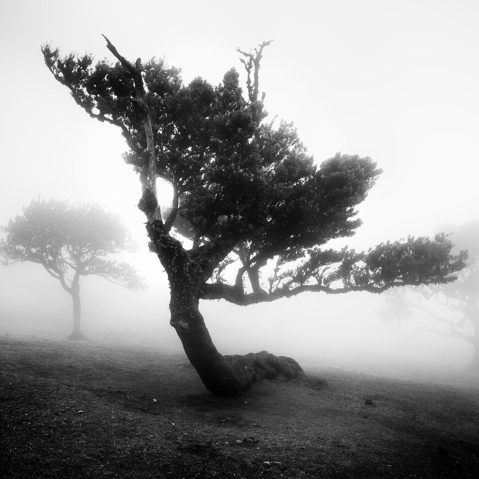 Gerald Berghammer Black and White Photograph - Ancient Laurel Cloud Forest, bent Tree, black and white photography, landscape