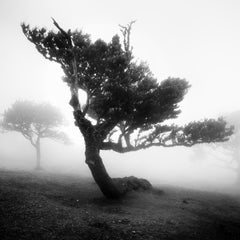 Ancient Laurel Cloud Forest, bent Tree, black and white photography, landscape
