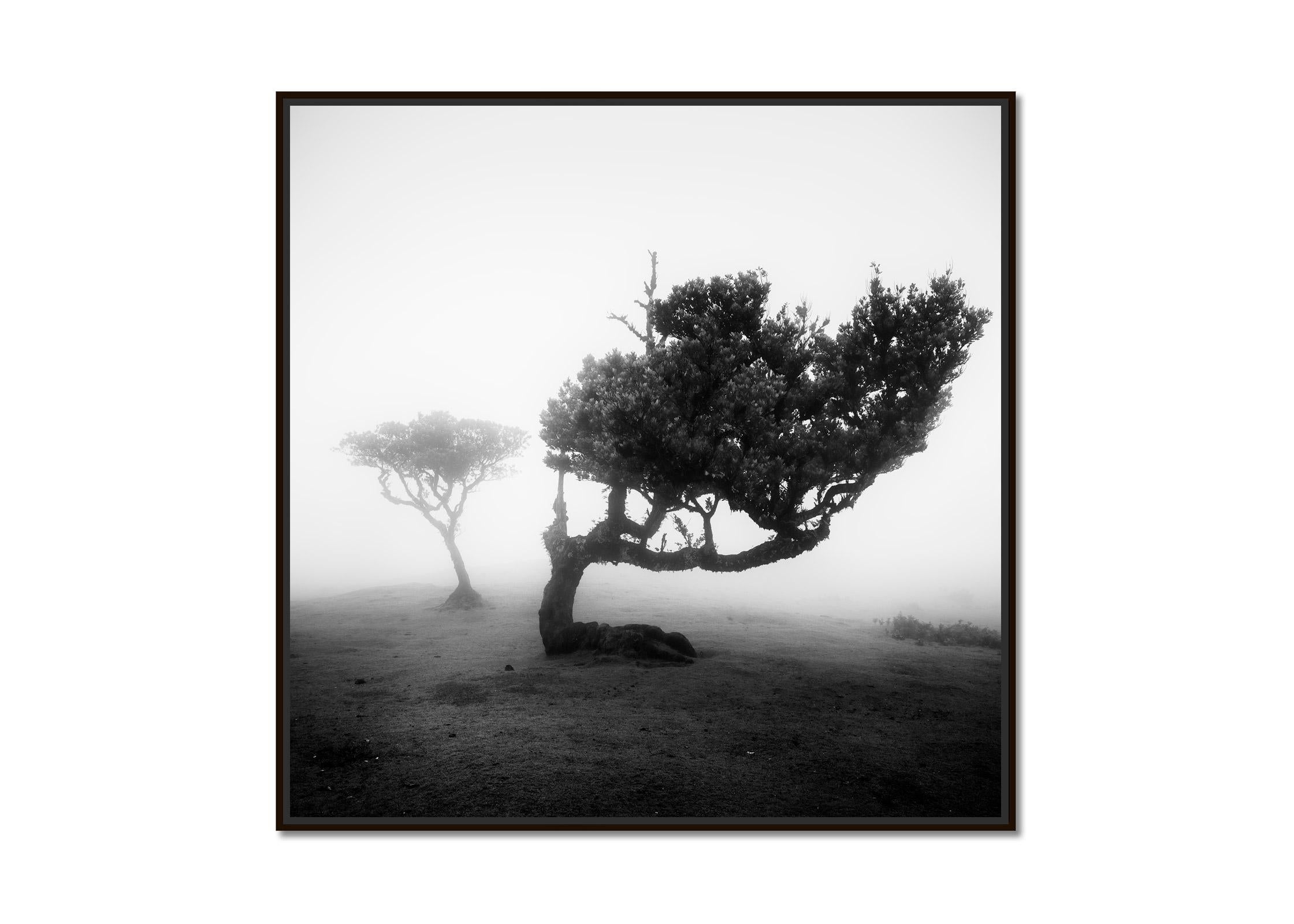 Ancient Laurel Cloud Forest, bent Tree, Madeira, Black & White Landscape Print - Photograph by Gerald Berghammer