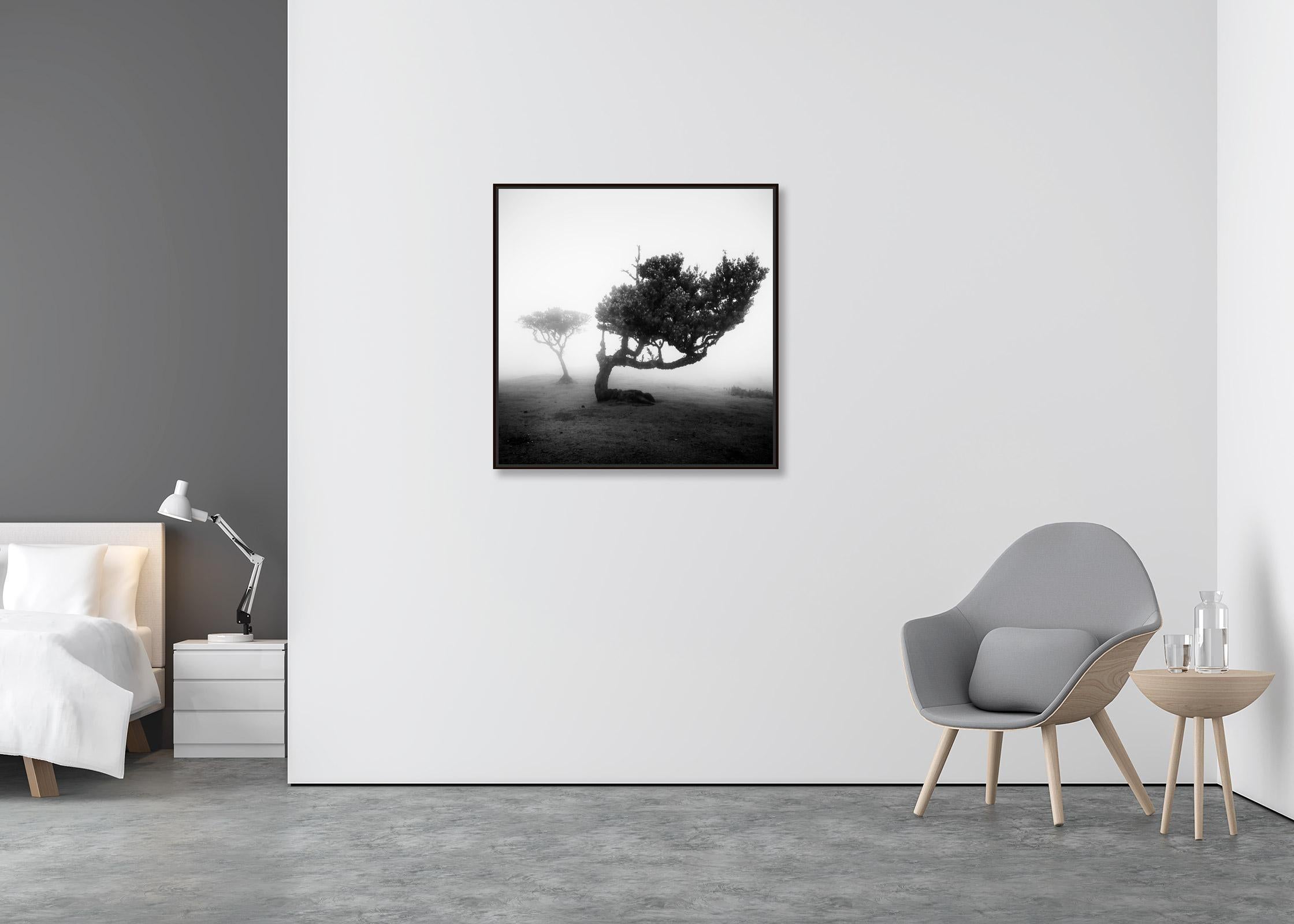 Ancient Laurel Cloud Forest, bent Tree, Madeira, Black & White Landscape Print - Contemporary Photograph by Gerald Berghammer