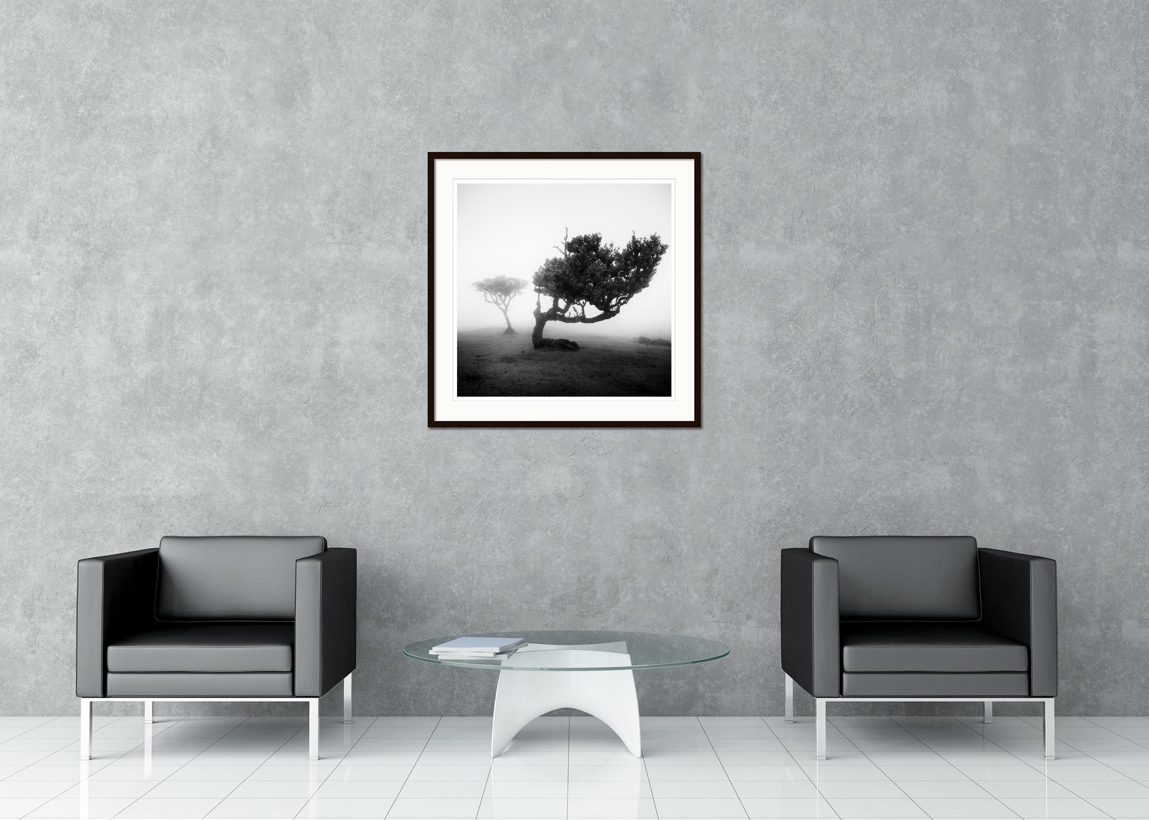 Ancient Laurel Cloud Forest, bent Tree, Madeira, Black & White Landscape Print For Sale 1
