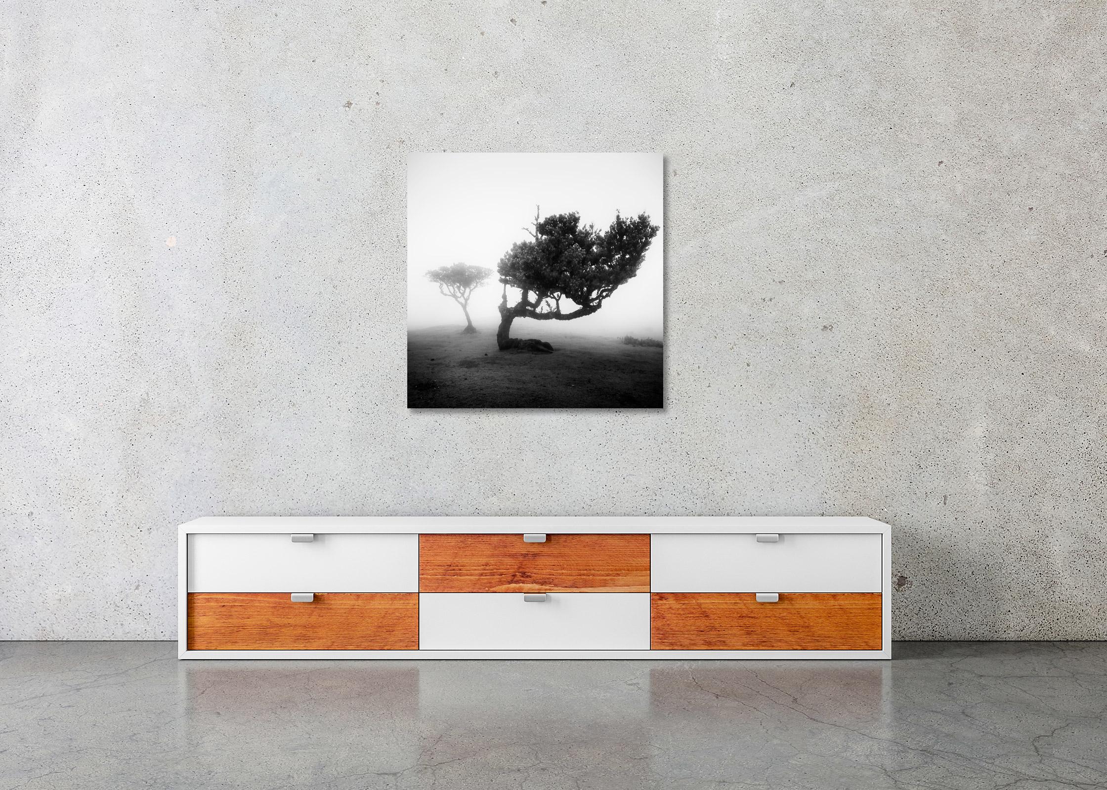 Ancient Laurel Cloud Forest, bent Tree, Madeira, Black & White Landscape Print For Sale 3