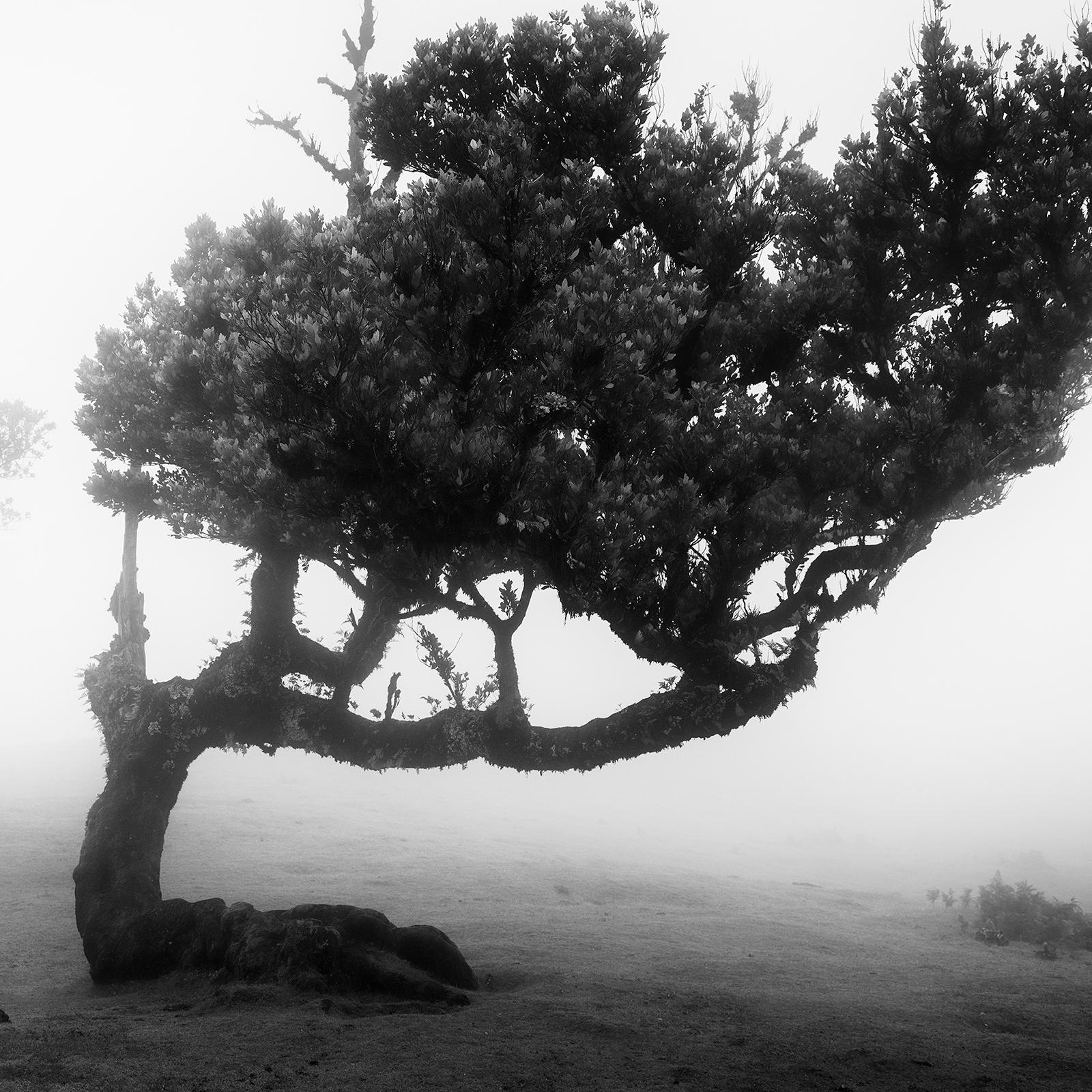 Ancient Laurel Cloud Forest, bent Tree, Madeira, Black & White Landscape Print For Sale 4