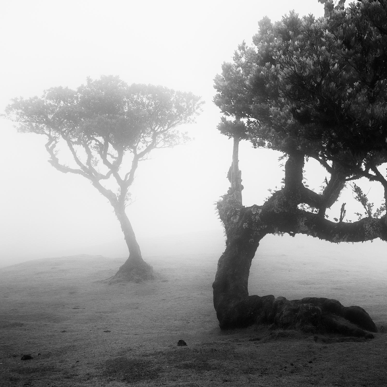 Ancient Laurel Cloud Forest, bent Tree, Madeira, Black & White Landscape Print For Sale 5