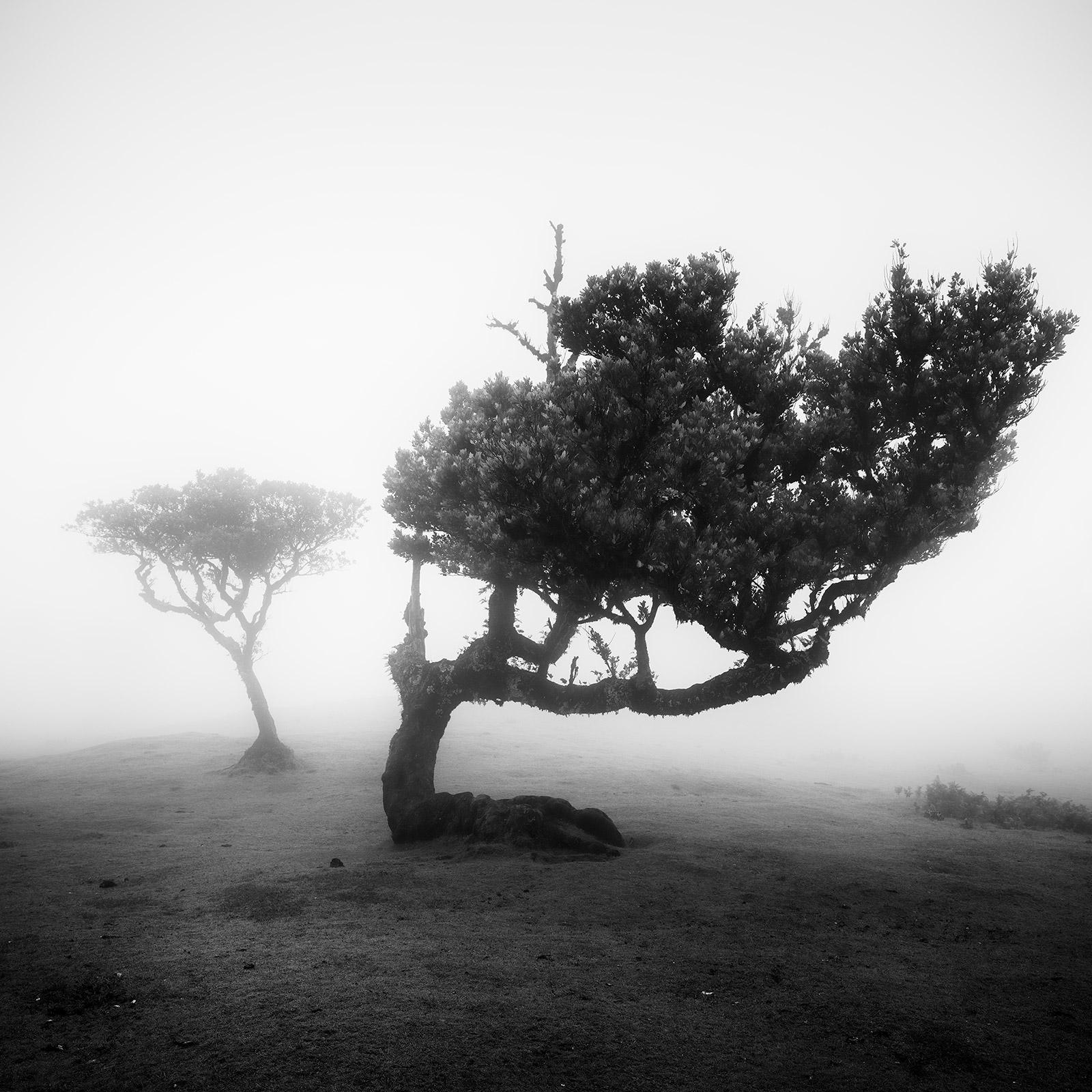 Gerald Berghammer Landscape Photograph - Ancient Laurel Cloud Forest, bent Tree, Madeira, Black & White Landscape Print
