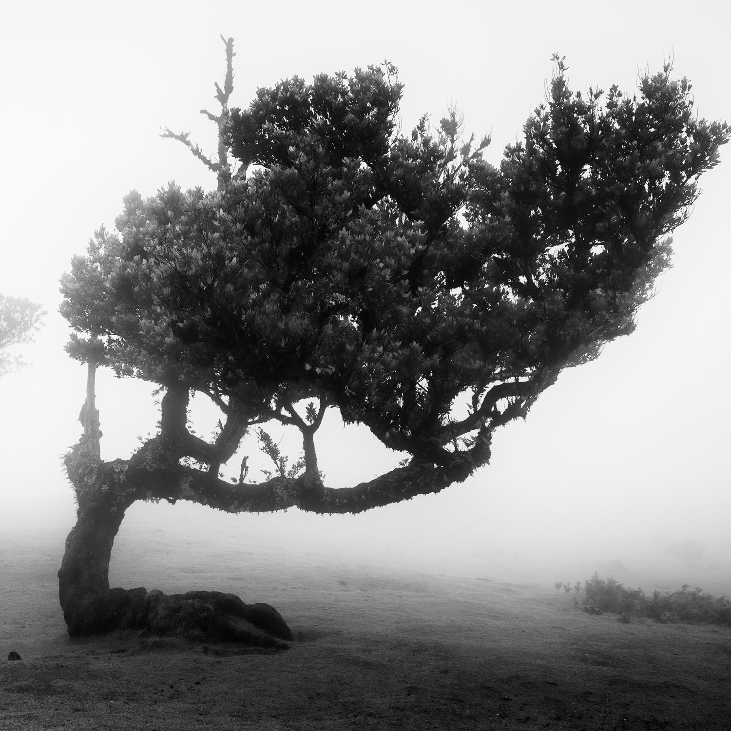  Ancient Laurel Cloud Forest, black and white art photography, landscape, framed - Contemporary Photograph by Gerald Berghammer
