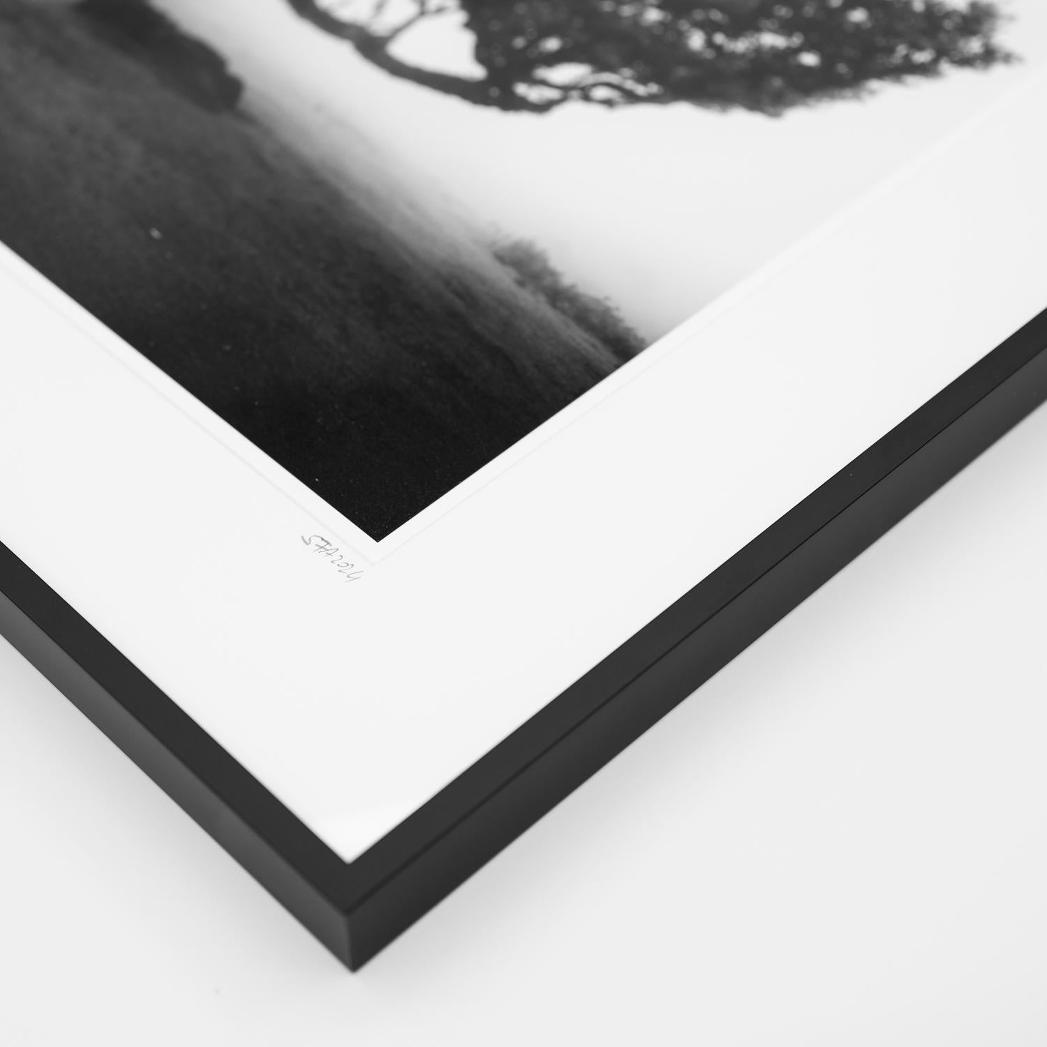 Ancient Laurel Cloud Forest, black and white art photography, landscape, framed For Sale 2