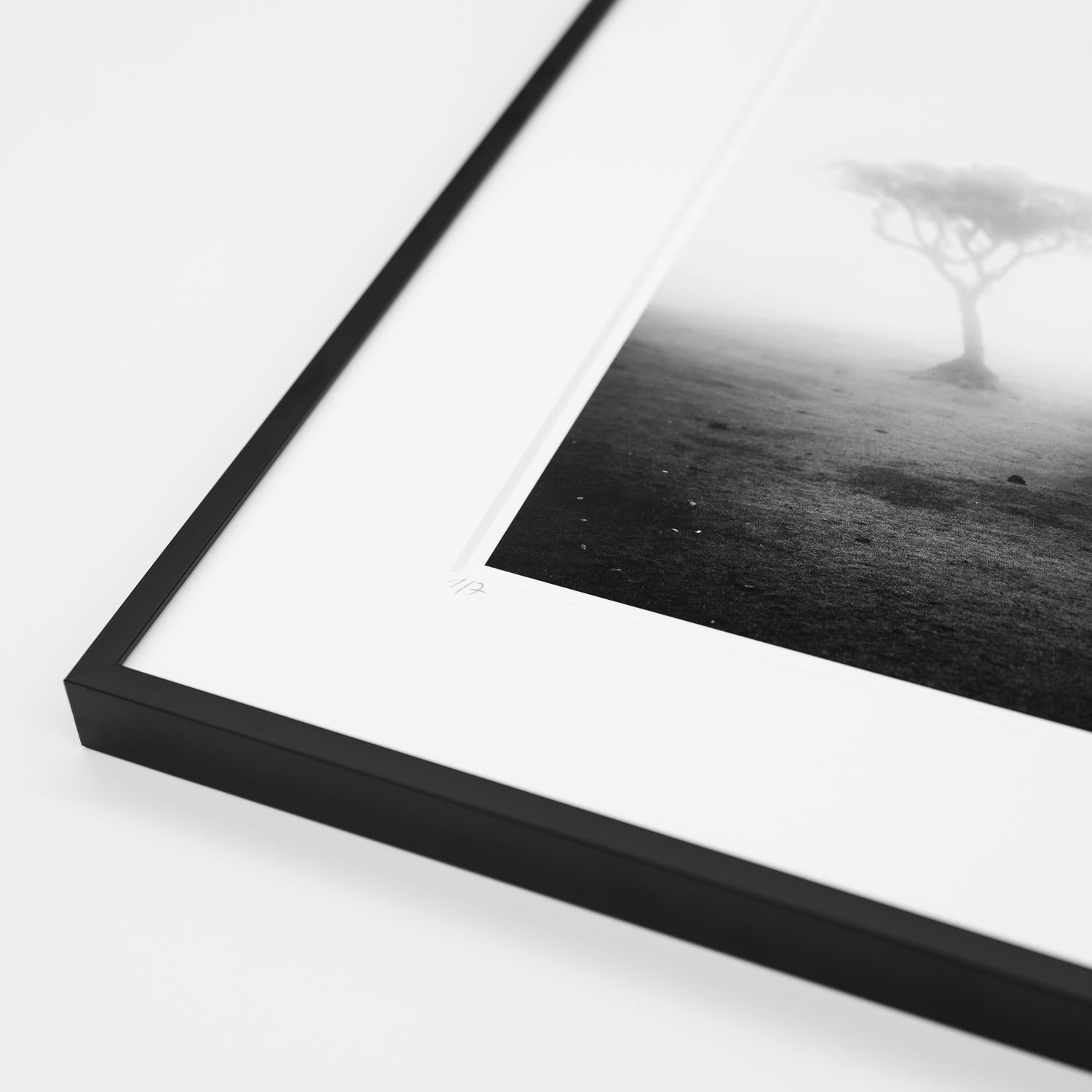  Ancient Laurel Cloud Forest, black and white art photography, landscape, framed For Sale 3