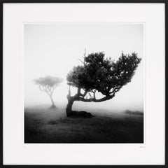 Antica foresta di lauri, fotografia d'arte in bianco e nero, paesaggio, incorniciato