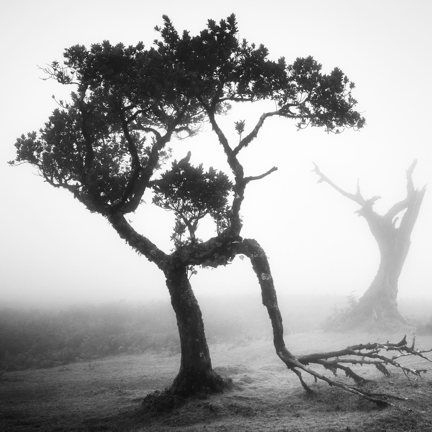  Ancient Laurel Cloud Forest, black and white photography, landscape, framed - Contemporary Photograph by Gerald Berghammer