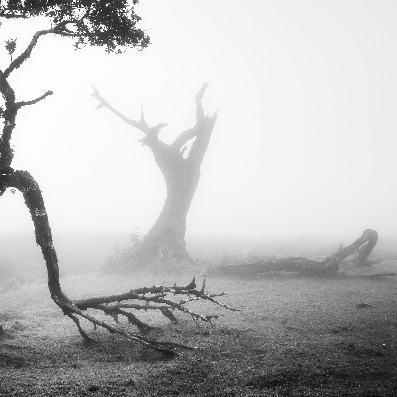  Ancient Laurel Cloud Forest, black and white photography, landscape, framed For Sale 1