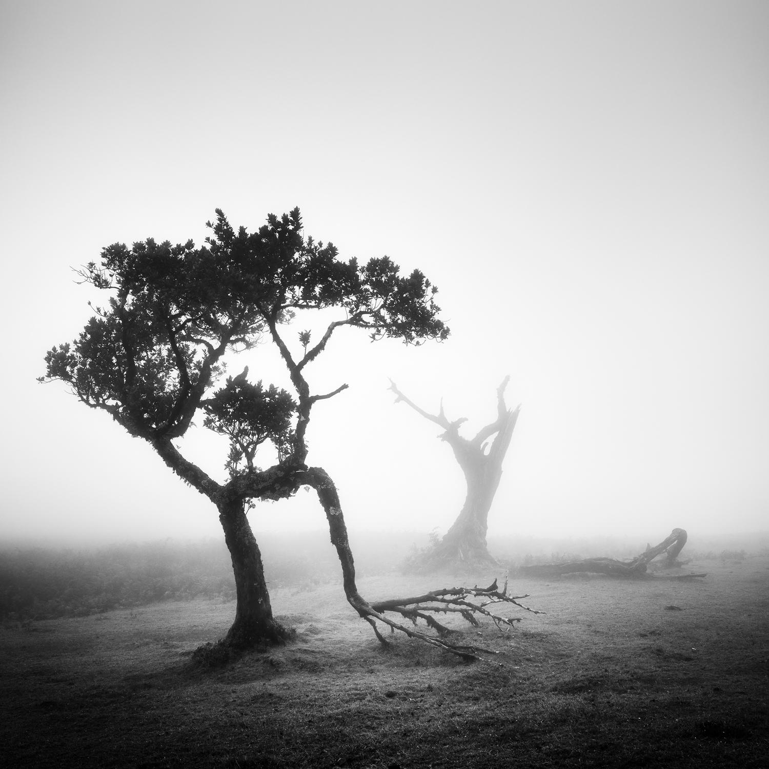  Ancient Laurel Cloud Forest, black and white photography, landscape, framed - Photograph by Gerald Berghammer