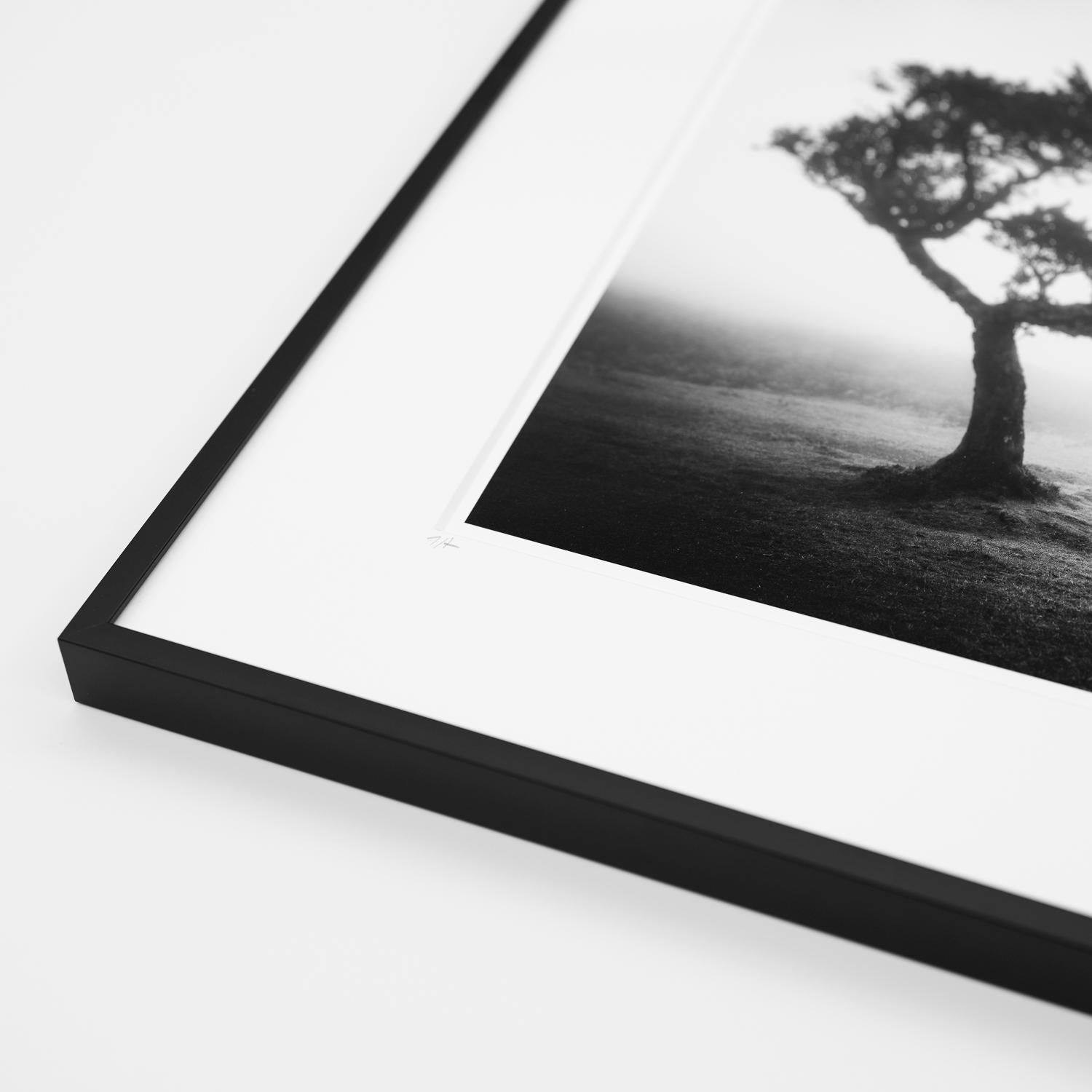  Ancient Laurel Cloud Forest, black and white photography, landscape, framed For Sale 3
