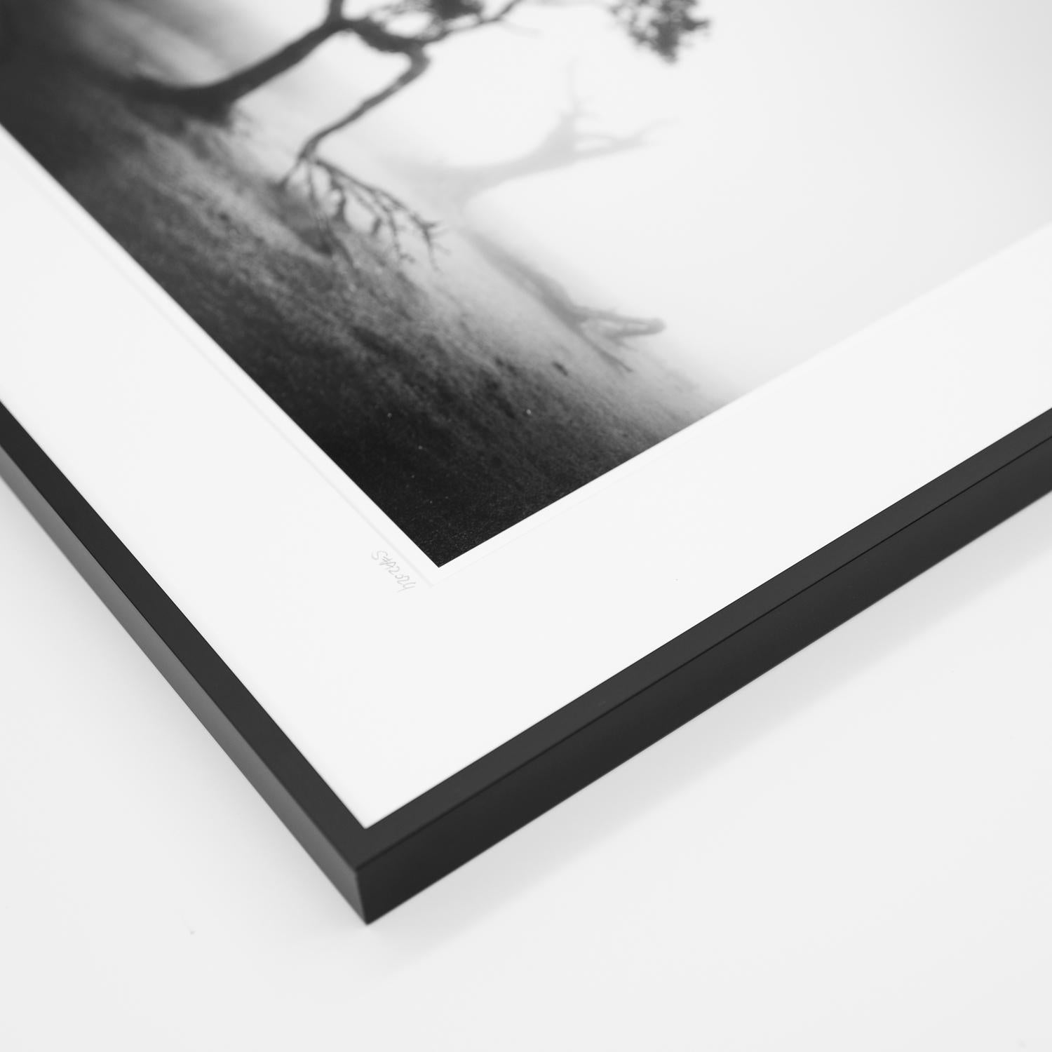  Ancient Laurel Cloud Forest, black and white photography, landscape, framed For Sale 4