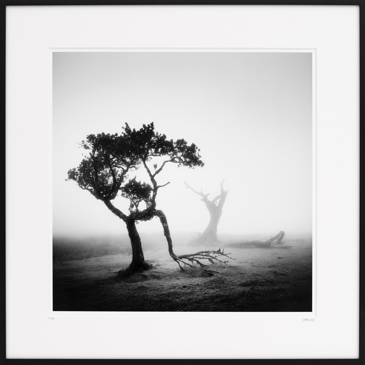 Gerald Berghammer Landscape Photograph –  Antiker Lorbeer-Wolkenwald, Schwarz-Weiß-Fotografie, Landschaft, gerahmt