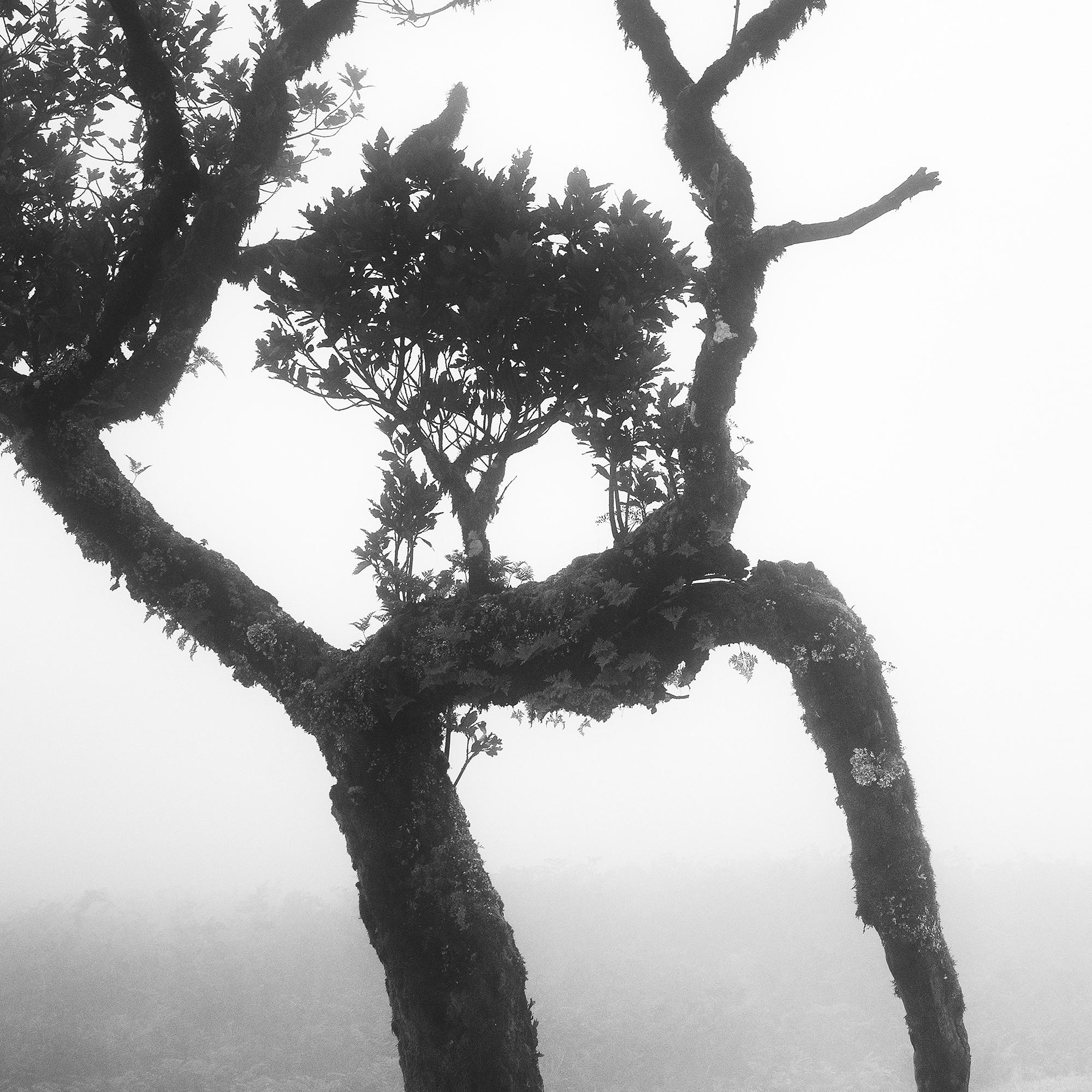 Bosque Nublado de Laureles Antiguos, Árboles, fotografía en blanco y negro, paisaje, arte en venta 5