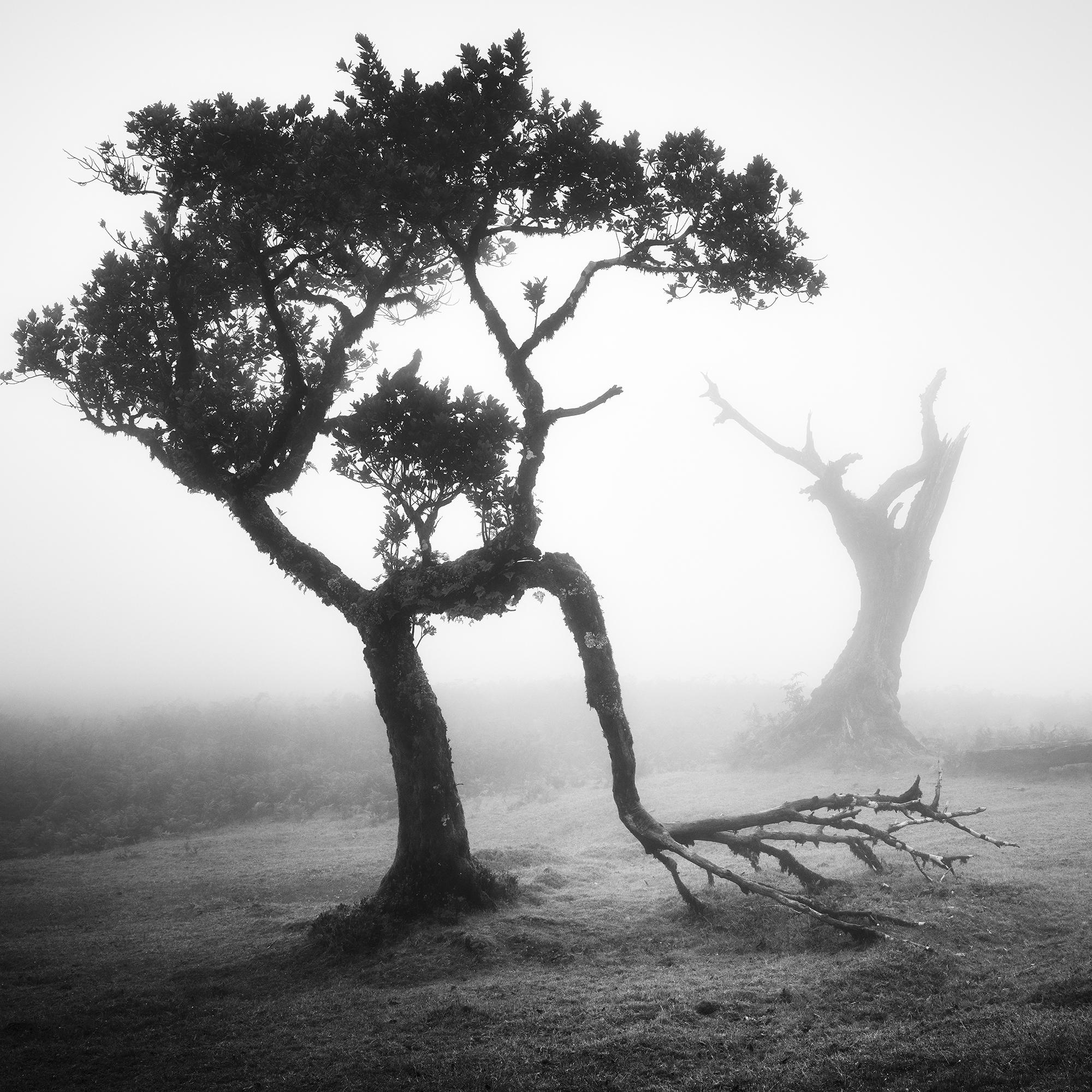 Bosque Nublado de Laureles Antiguos, Árboles, fotografía en blanco y negro, paisaje, arte en venta 3