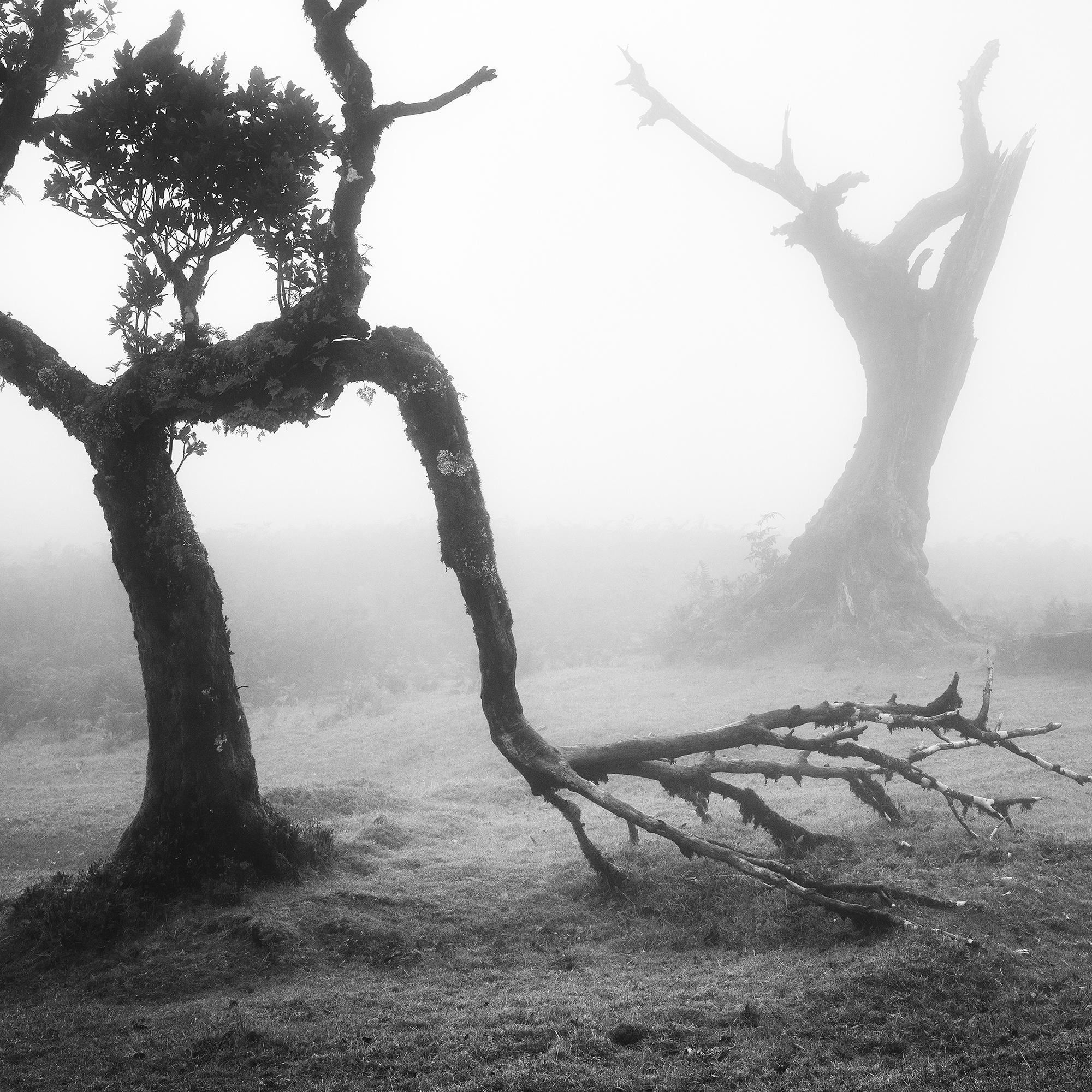 Bosque Nublado de Laureles Antiguos, Árboles, fotografía en blanco y negro, paisaje, arte en venta 4