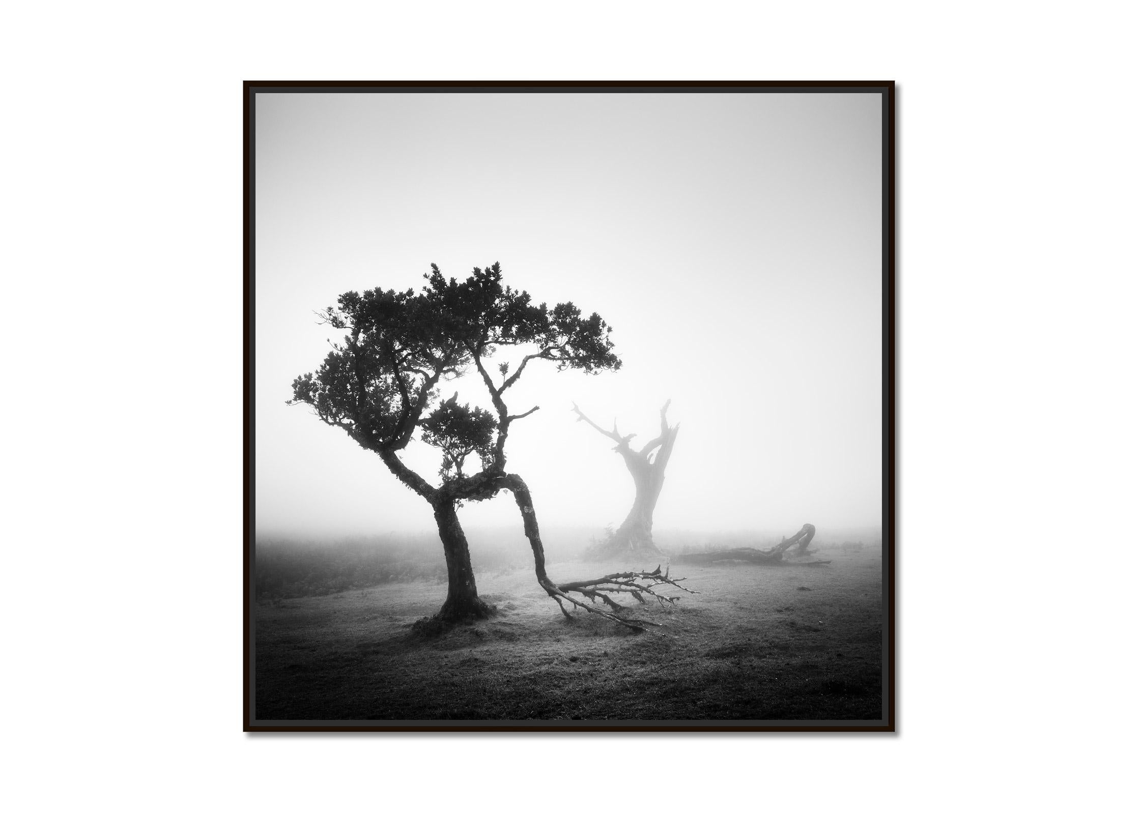 Bosque Nublado de Laureles Antiguos, Árboles, fotografía en blanco y negro, paisaje, arte - Photograph de Gerald Berghammer