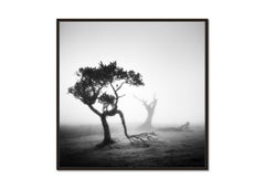 Ancient Laurel Cloud Forest, Trees - black and white photography - landscape