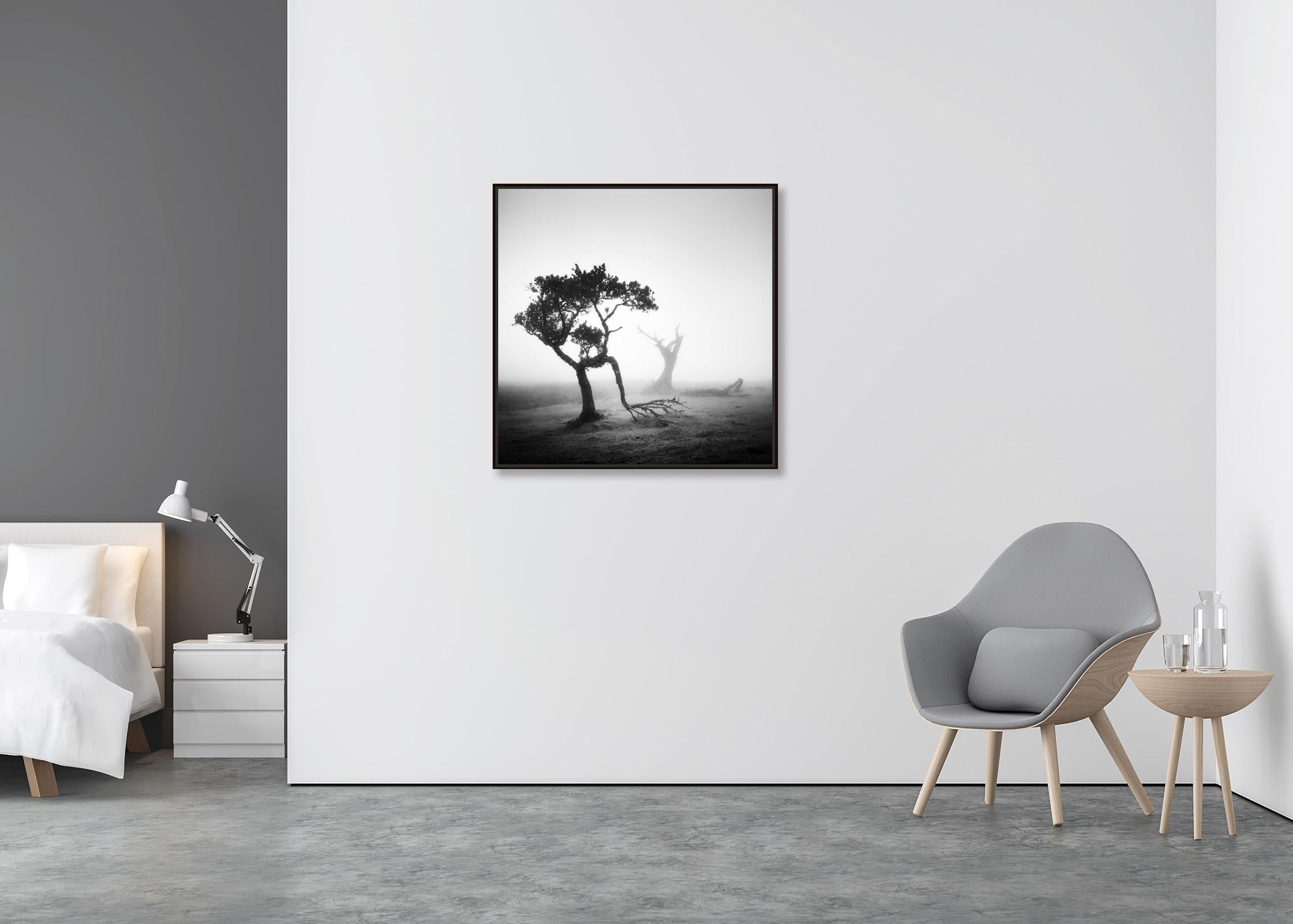 Bosque Nublado de Laureles Antiguos, Árboles, fotografía en blanco y negro, paisaje, arte - Photograph Contemporáneo de Gerald Berghammer