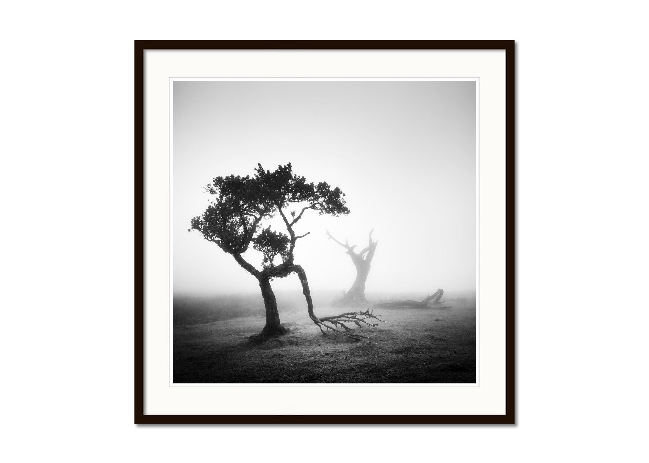 Bosque Nublado de Laureles Antiguos, Árboles, fotografía en blanco y negro, paisaje, arte - Landscape Photograph Gris de Gerald Berghammer
