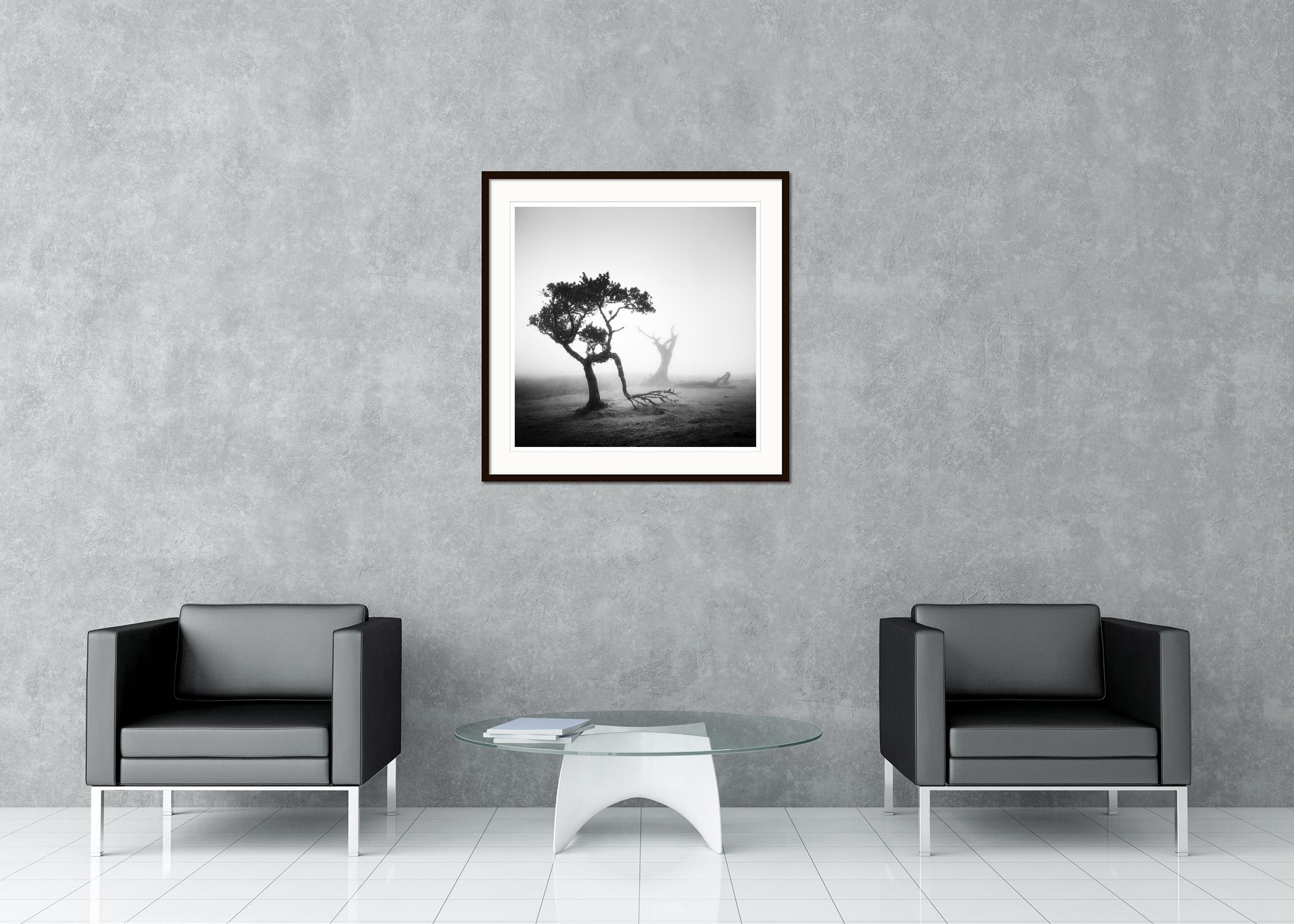 Impresión fotográfica de paisajes en blanco y negro. Antiguo bosque nuboso de laurisilva con niebla mística en Fanal, en la isla de Madeira, Portugal. Impresión en tinta de pigmento de archivo, edición de 8. Firmada, titulada, fechada y numerada por