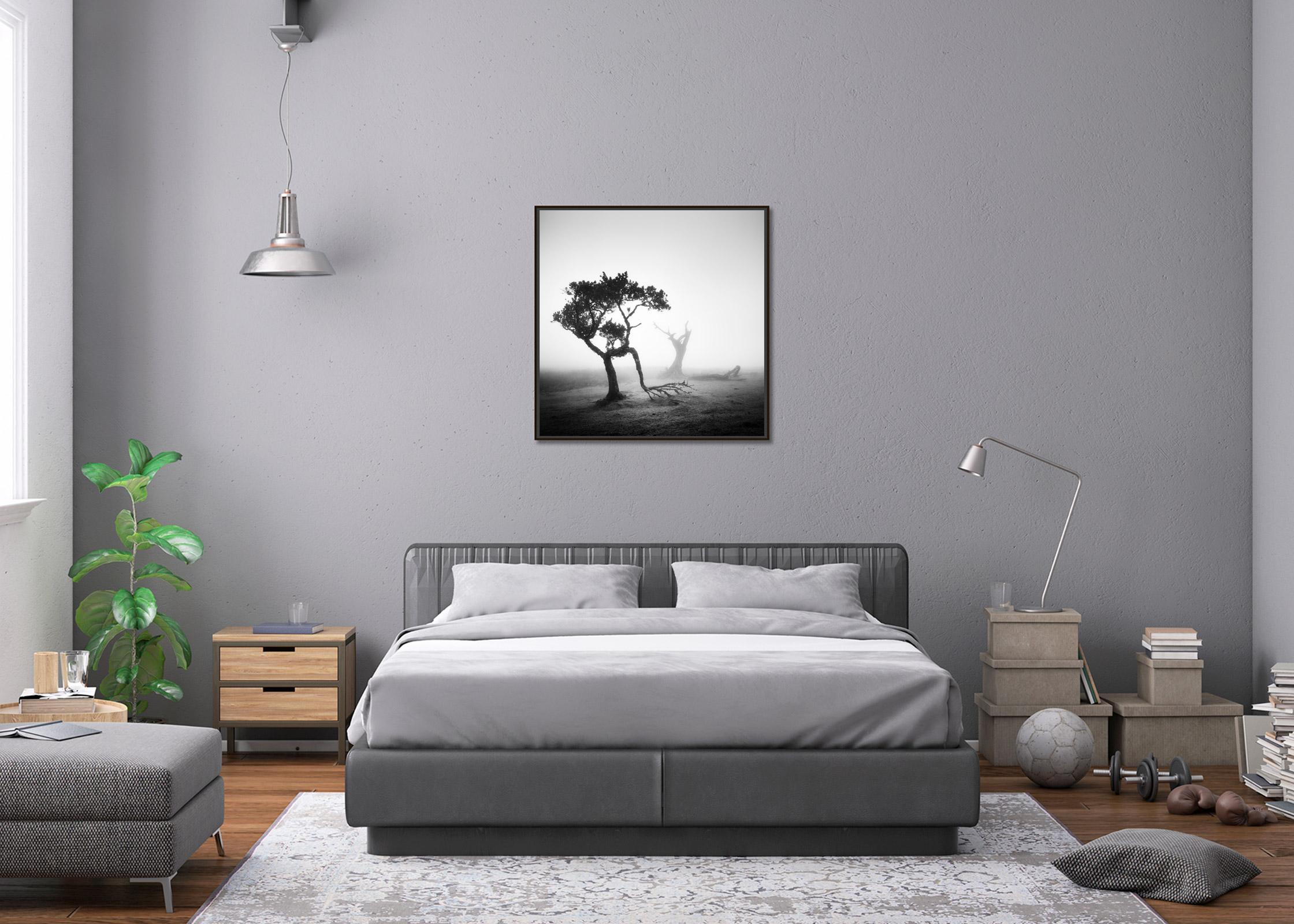 Bosque Nublado de Laureles Antiguos, Árboles, fotografía en blanco y negro, paisaje, arte en venta 1
