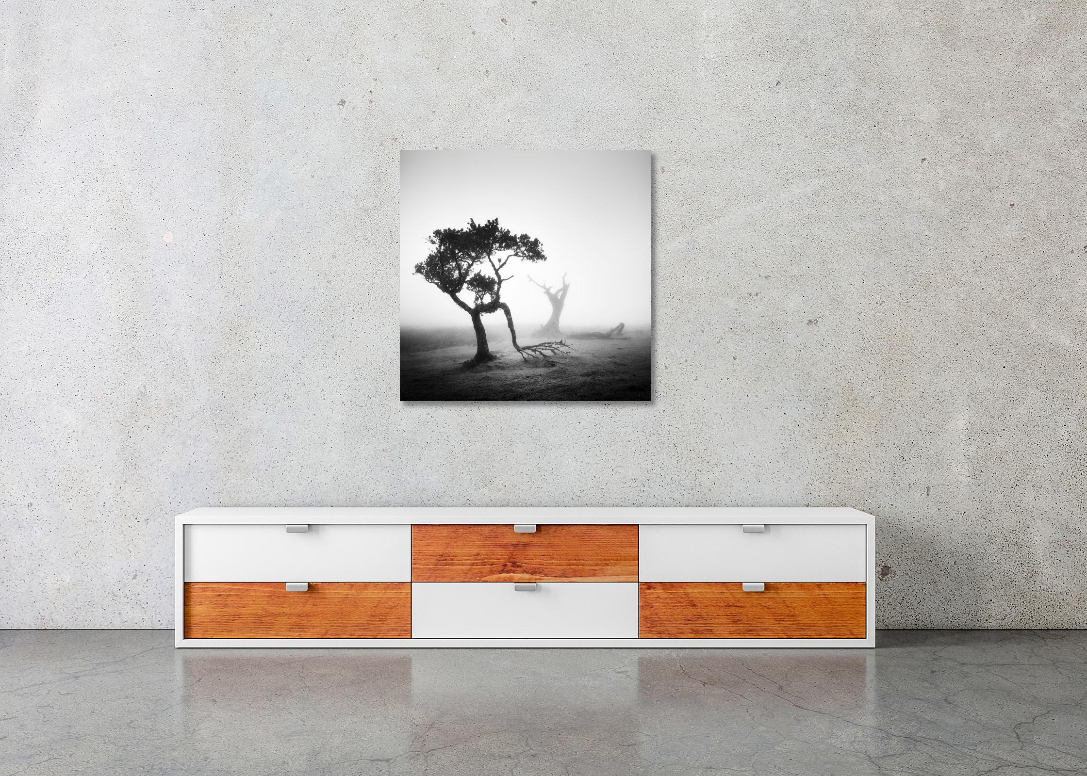 Bosque Nublado de Laureles Antiguos, Árboles, fotografía en blanco y negro, paisaje, arte en venta 2