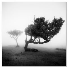Ancient Laurel Trees in Mist, Fanal Madeira, Limited Black and White Landscape